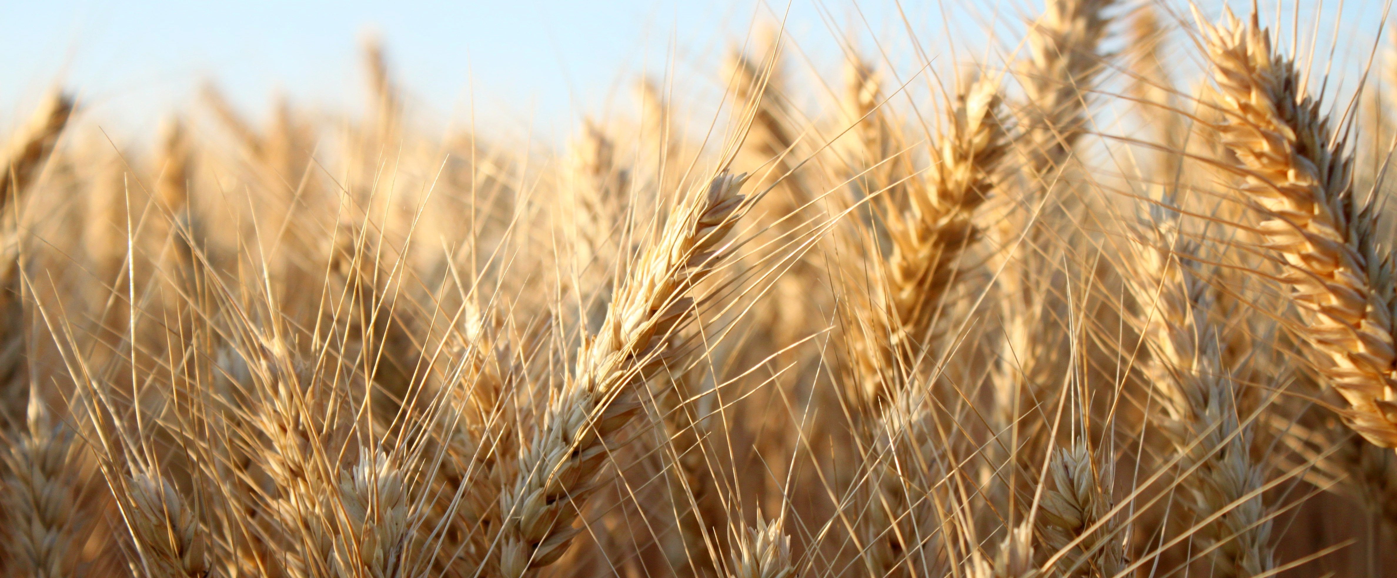 Из какой зерновой культуры делают хлеб. Пшеница растет. Злаковые масличные культуры. Посевы пшеницы в Австралии. Перловка Колос.