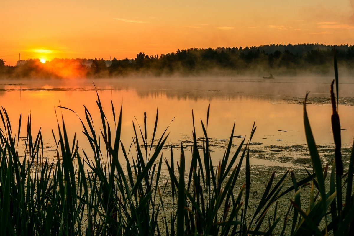 Есть камыш на озере. Камыш-Самарские озёра. Карелия камыш. Озеро Паршино Рязанская область. Камыш в Озерах Карелии.