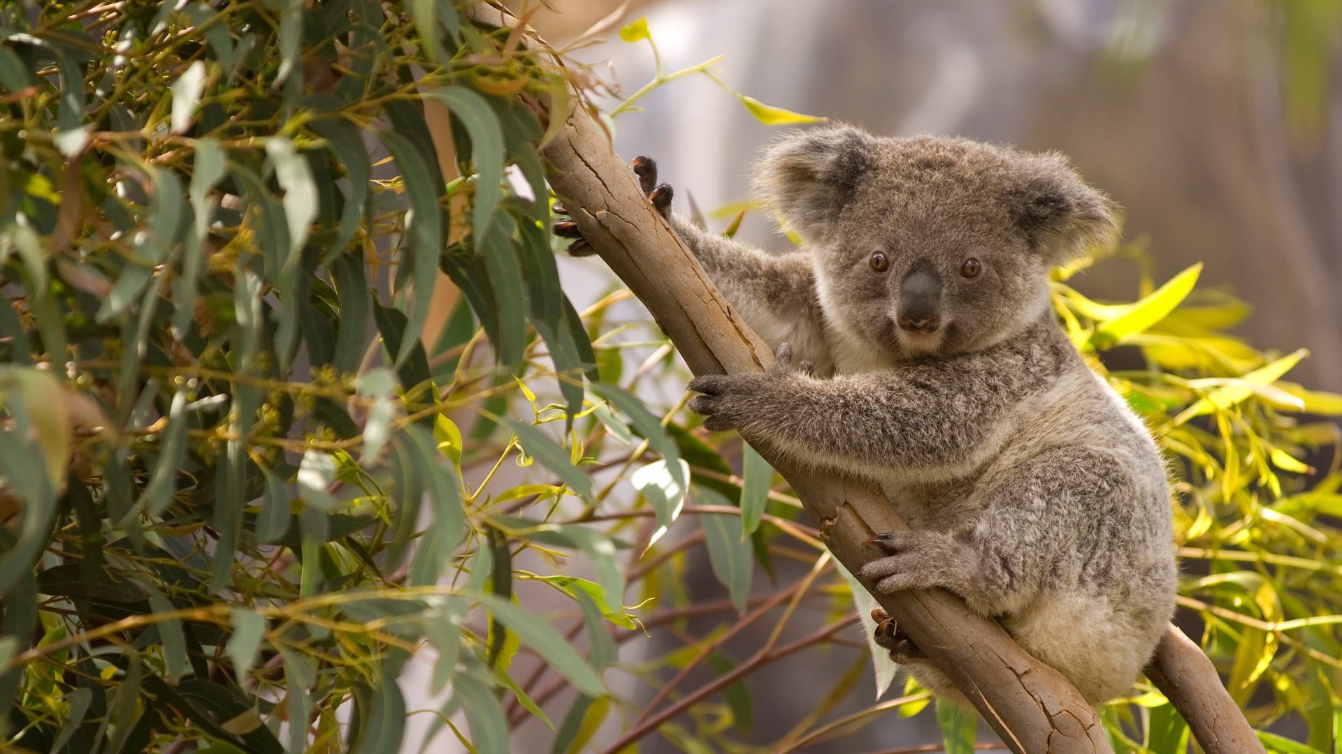 Коала в лесу. Коала сумчатое. Сумчатый медведь коала Австралия. Эндемики Австралии коала. Коала на бамбуке.
