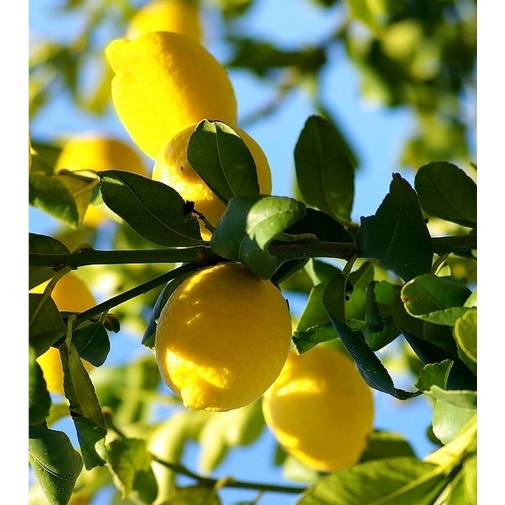 Lemon Citrus Limon Италия