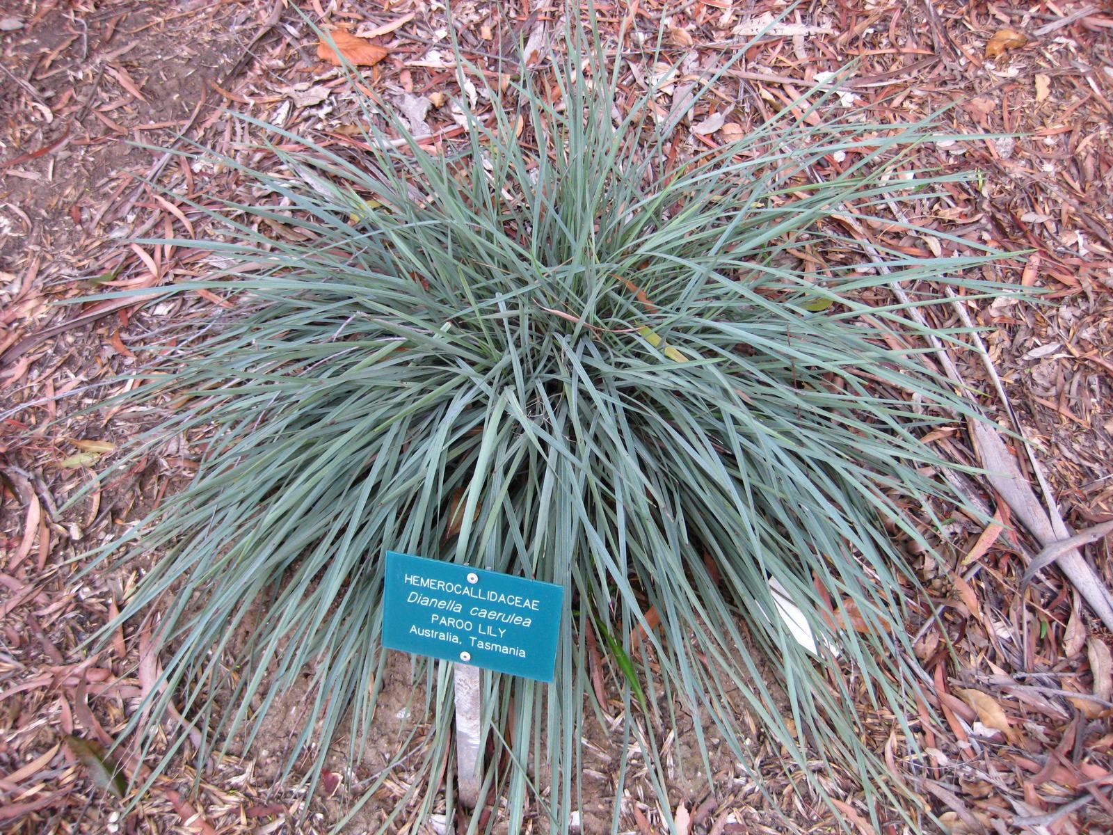 Дианелла уайт иглс. Дианелла растение. Dianella caerulea. Дианелла Сандаун. Dianella.