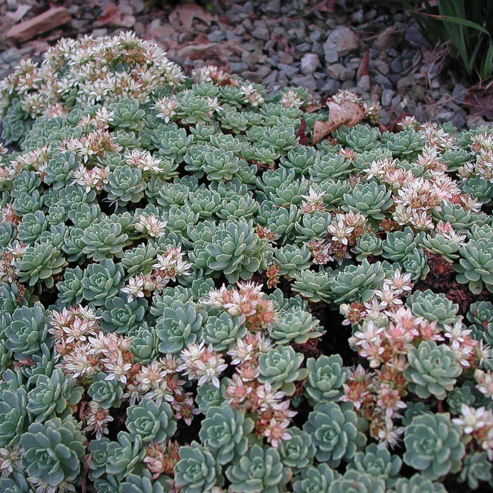 Стелющаяся трава. Очиток толстоветвистый - Sedum pachyclados. Очиток толстолистный (Sedum pachyphyllum). Очиток монетчатый. Очиток толстолистный (Sedum pachyclados).