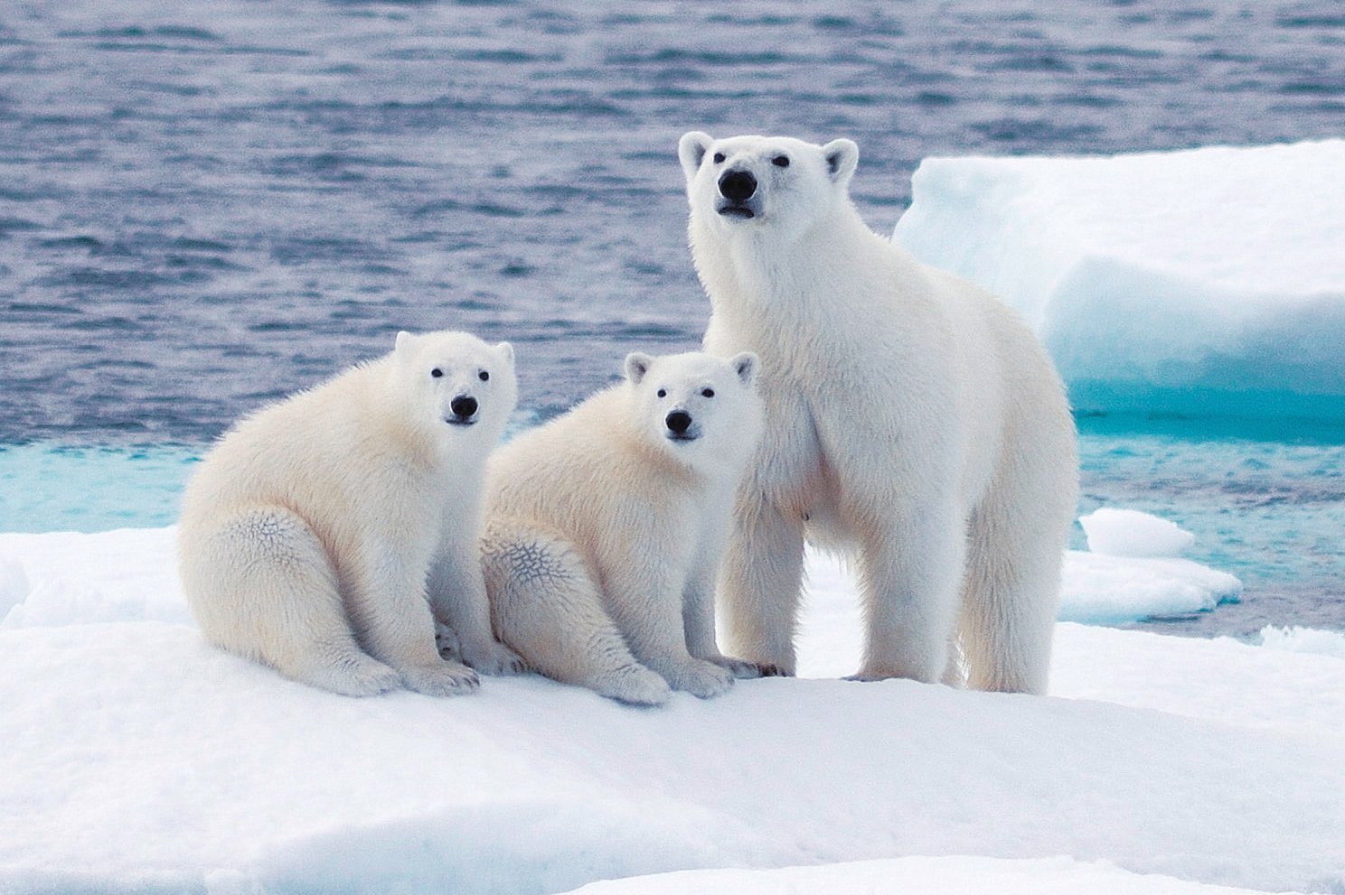 Арктические и антарктические растения. Белый медведь в Северной Америке. Арктические пустыни животные белый медведь. Животные Арктическая пустыня Арктика. Зона арктических пустынь обитатели.