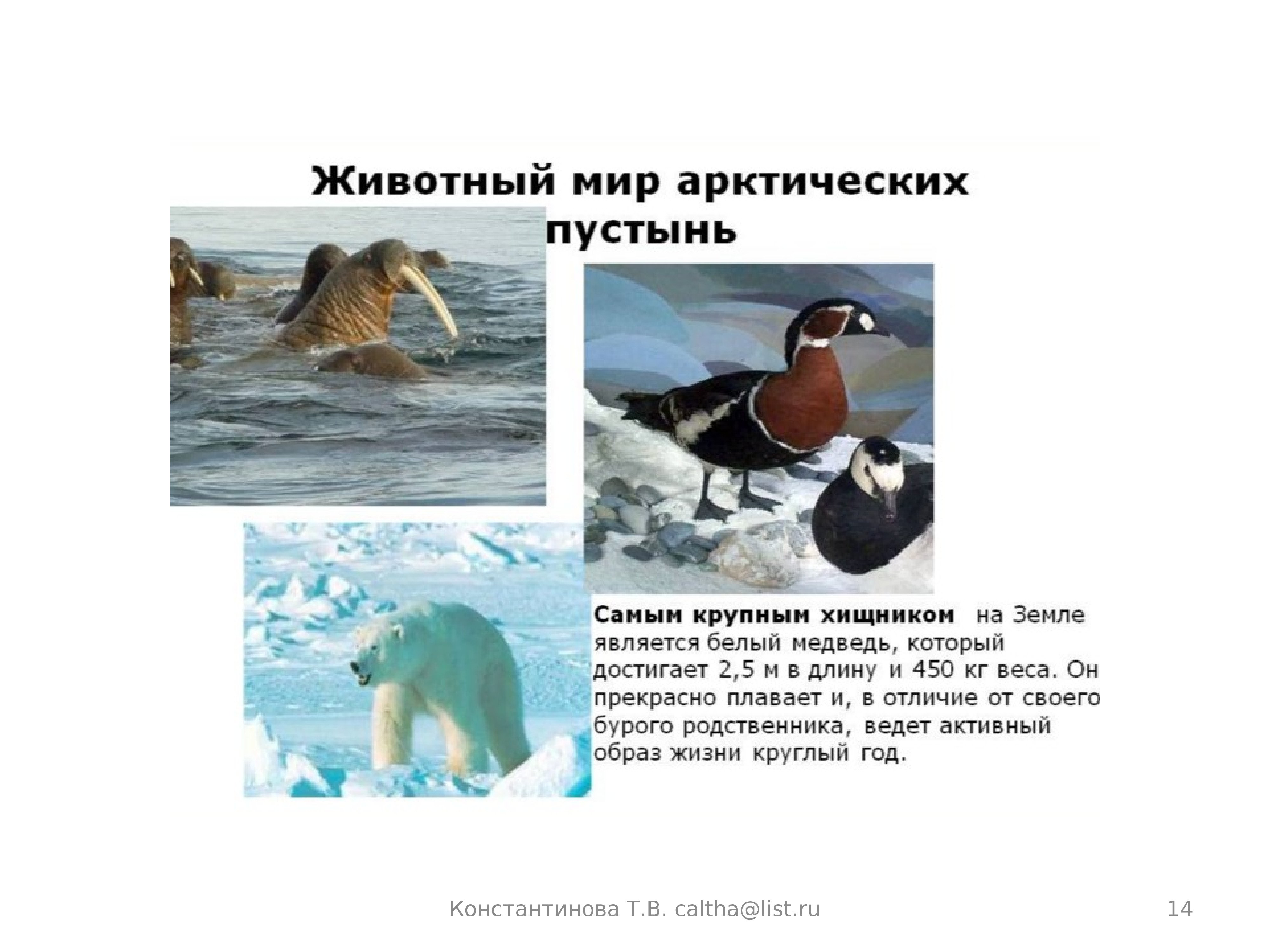 Определите животных арктических пустынь. Животный мир арктических пустынь. Животный мир арктической пустыни. Животные и птицы Арктики. Животный мир Арктики и арктической пустыни.