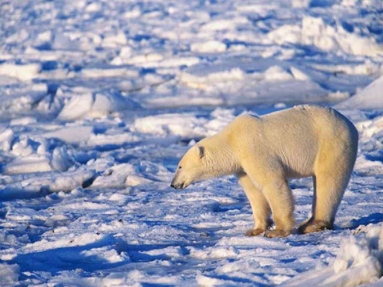 Животный мир природной зоны арктические пустыни. Белый медведь в тундре. Животные тундры белый медведь. Белый медведь в арктической пустыне. Белый медведь в Северной Америке.