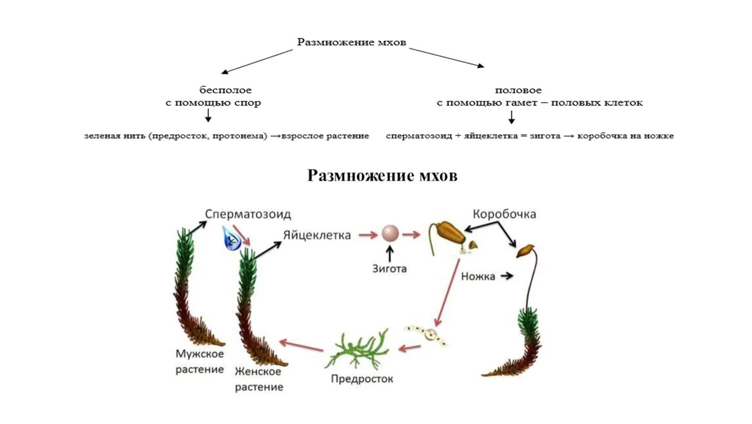 Циклы высших споровых растений. Размножение мха сфагнума схема. Схема размножения споровых растений. Цикл развития споровых растений. Споровое размножение сфагнума.