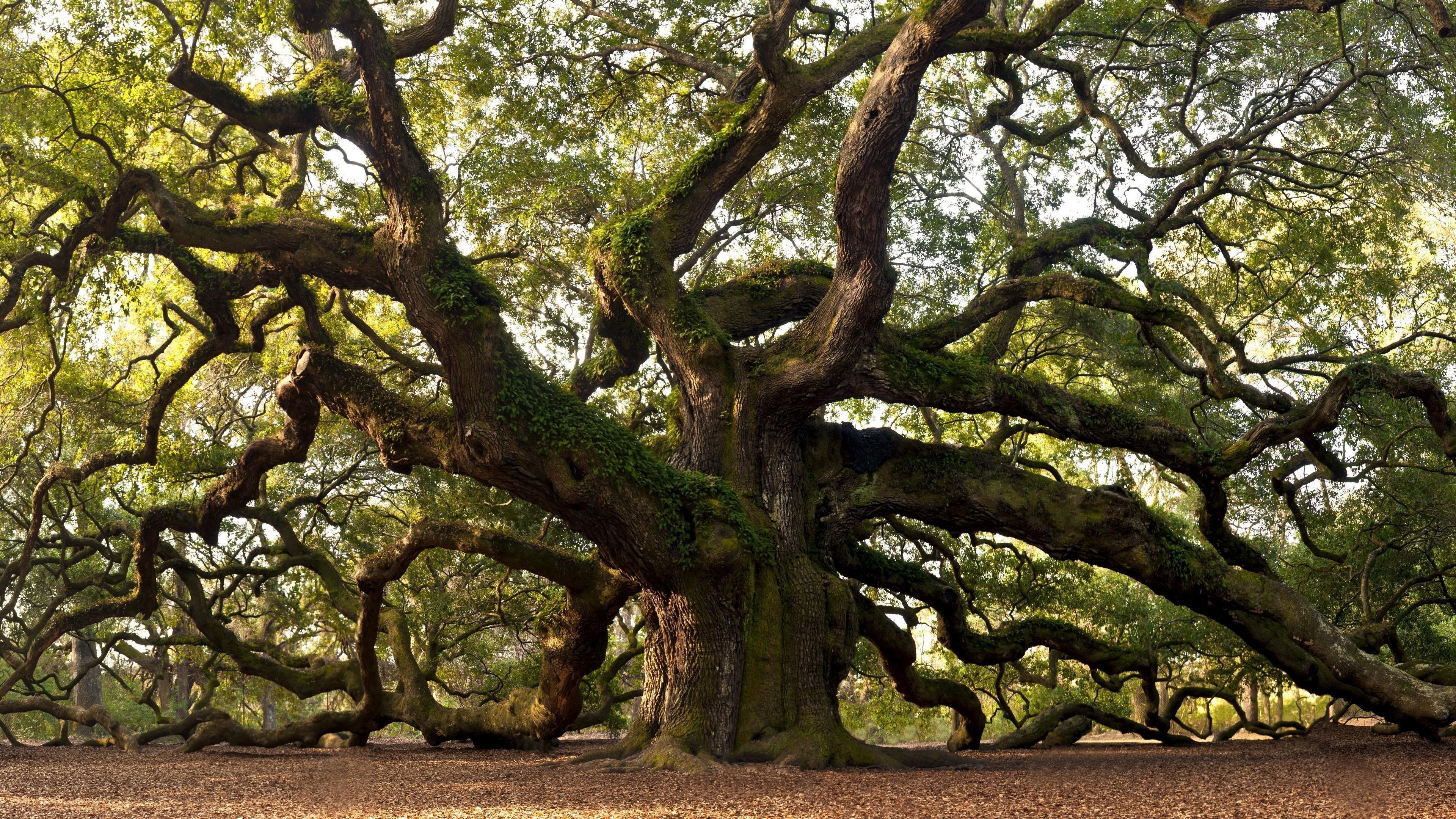 Какое дерево называют деревом жизни. Вечнозеленый дубовые леса Испания. Вечнозеленый дуб в Японии. Японский дуб мидзунара.