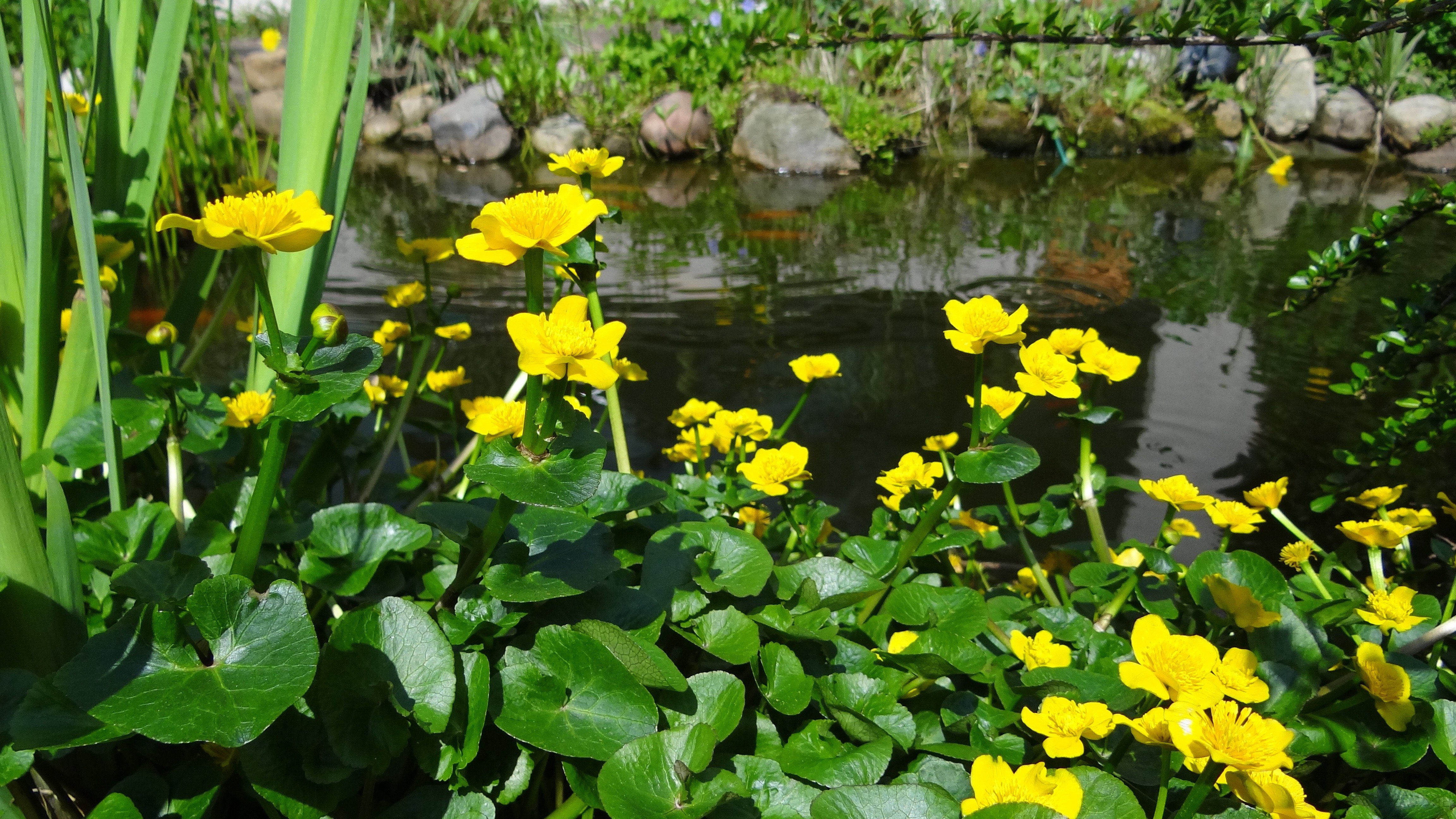 Растения в низине. Калужница Болотная гидрофит. Гидрофиты стрелолист. Цветы растущие в водоемах. Желтые цветы растут у воды.