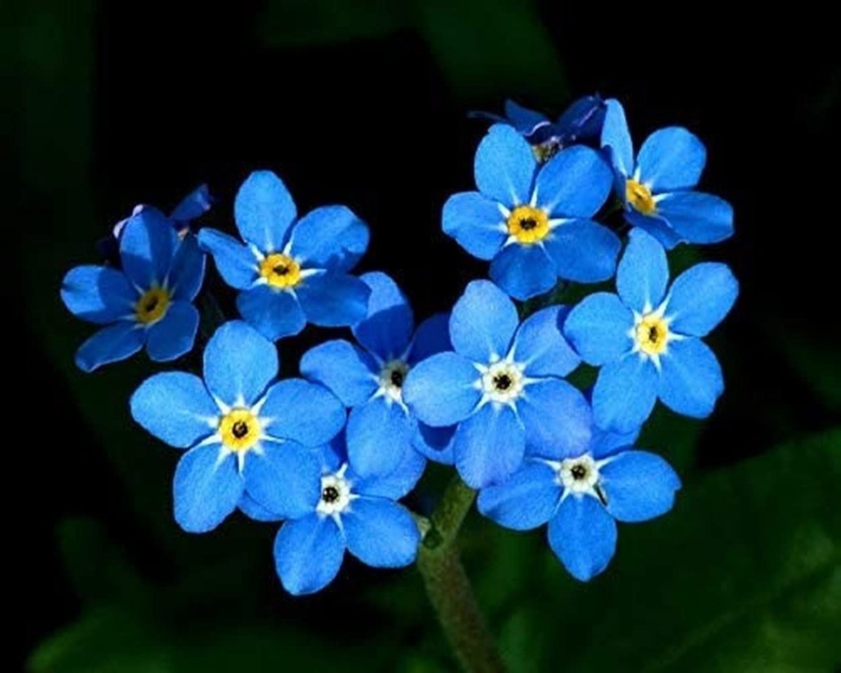 Незабудка Альпийская (Myosotis alpestris)