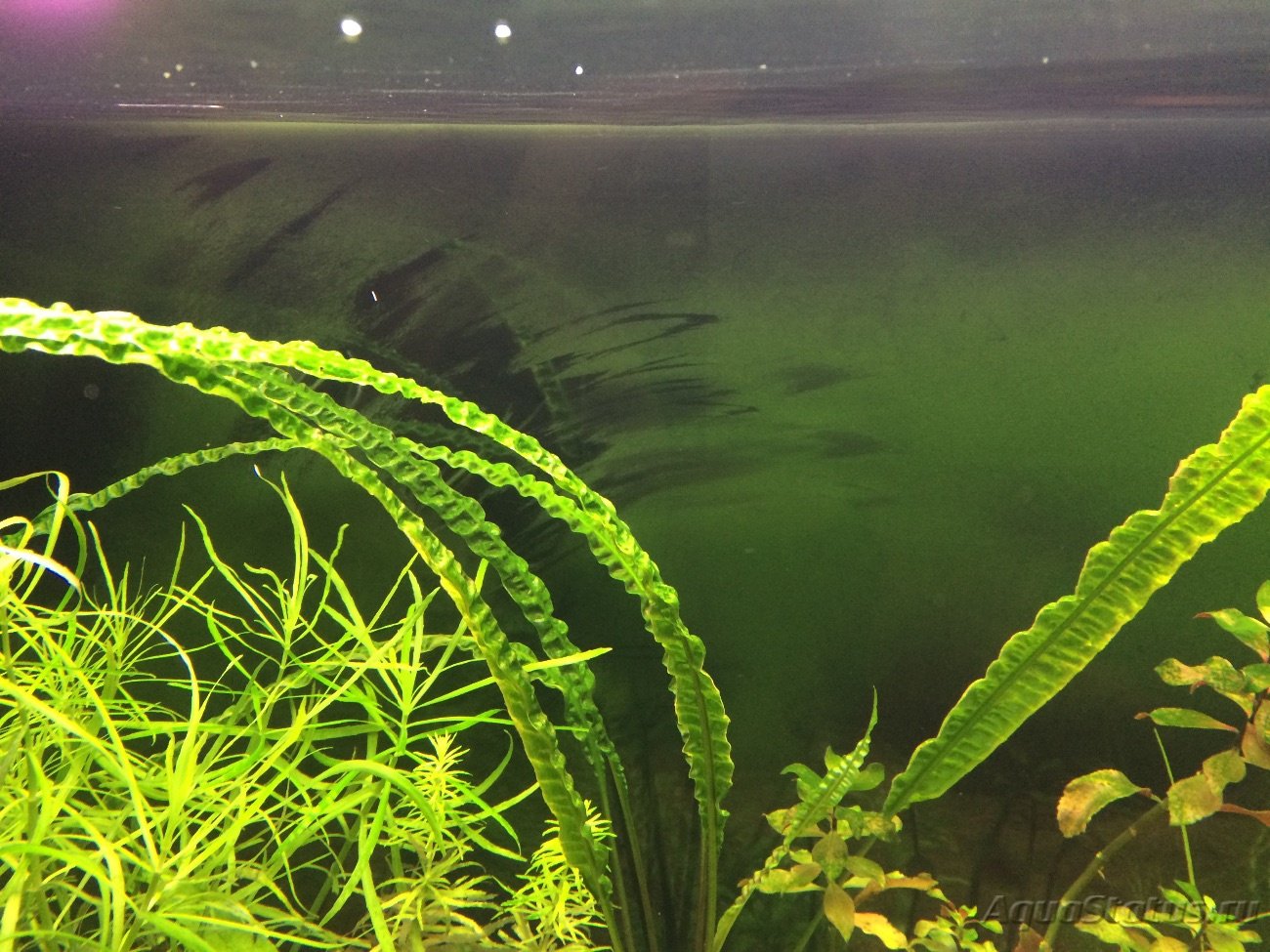 Водоросли распространены. Ризоклониум. Донные водоросли для аквариума. Зеленые водоросли в аквариуме. Ризоклониум в аквариуме.