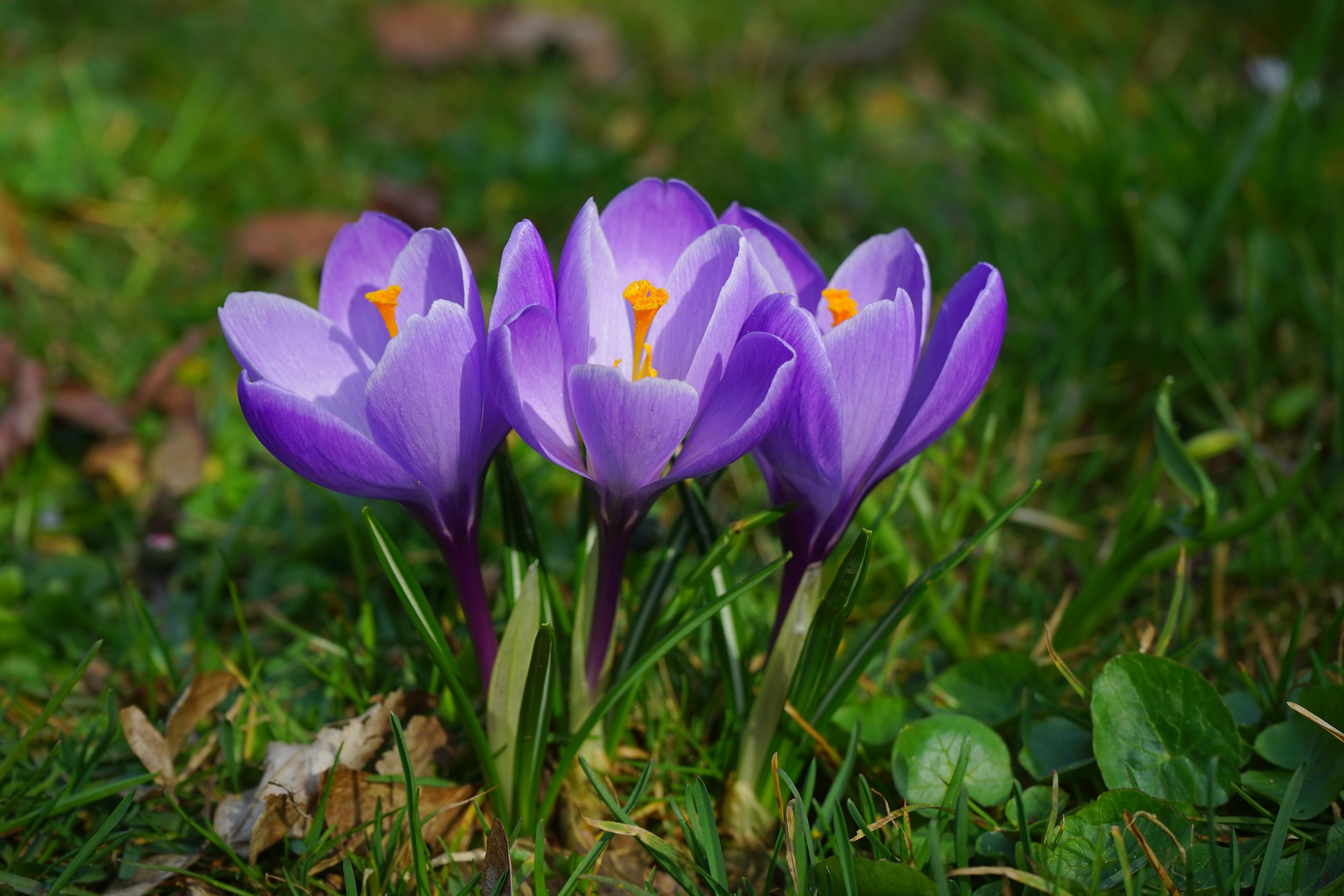 Крокус это только начало. Шафран Крокус дикий. Крокус дикий цветок. Крокус фиолетовый первоцвет. Armeniacum Крокус.