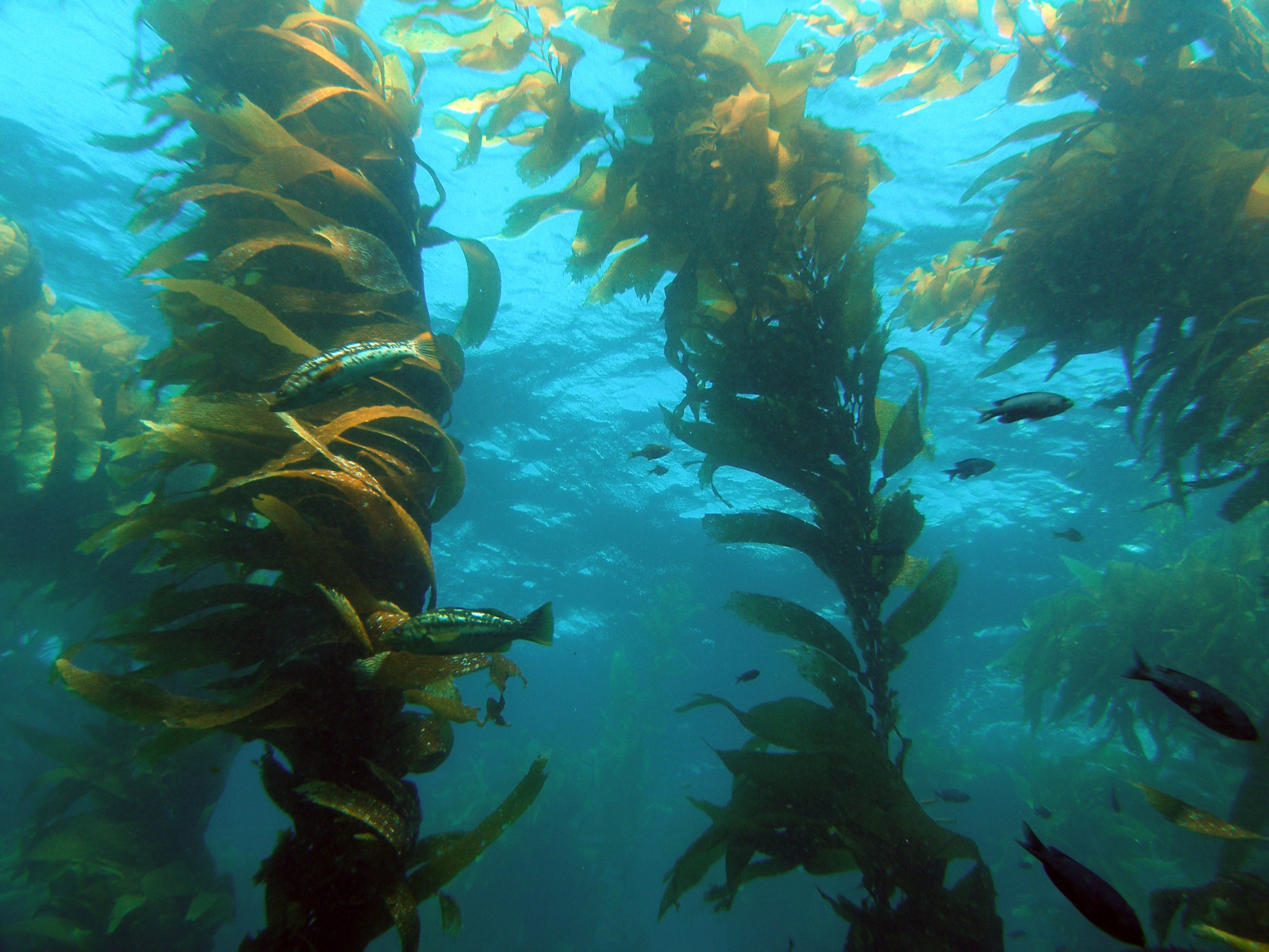 Крупные водоросли. Бурая водоросль (Macrocystis pyrifera),. Ламинария Kelp. Саргас водоросль. Макроцистис индийский океан.