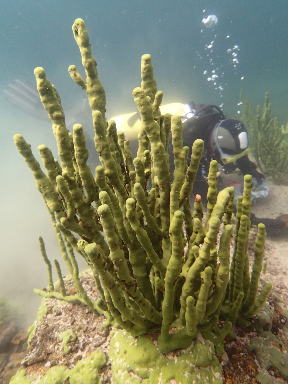 Бурые водоросли на Байкале