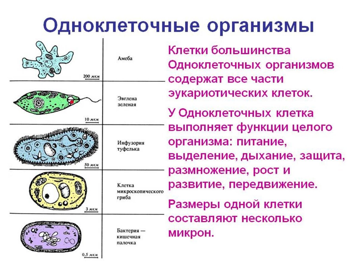 Организм состоящий из множества клеток