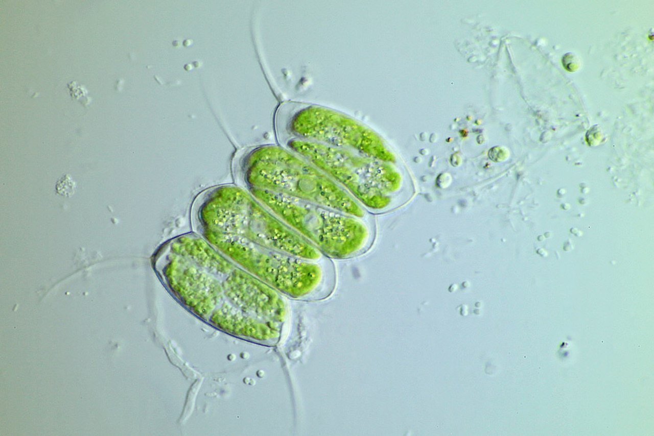 Одноклеточные зеленые водоросли характеристика. Сценедесмус водоросль. Chlorella и Scenedesmus. Сценедесмус хлорелла. Сценедесмус квадрикауда водоросль.