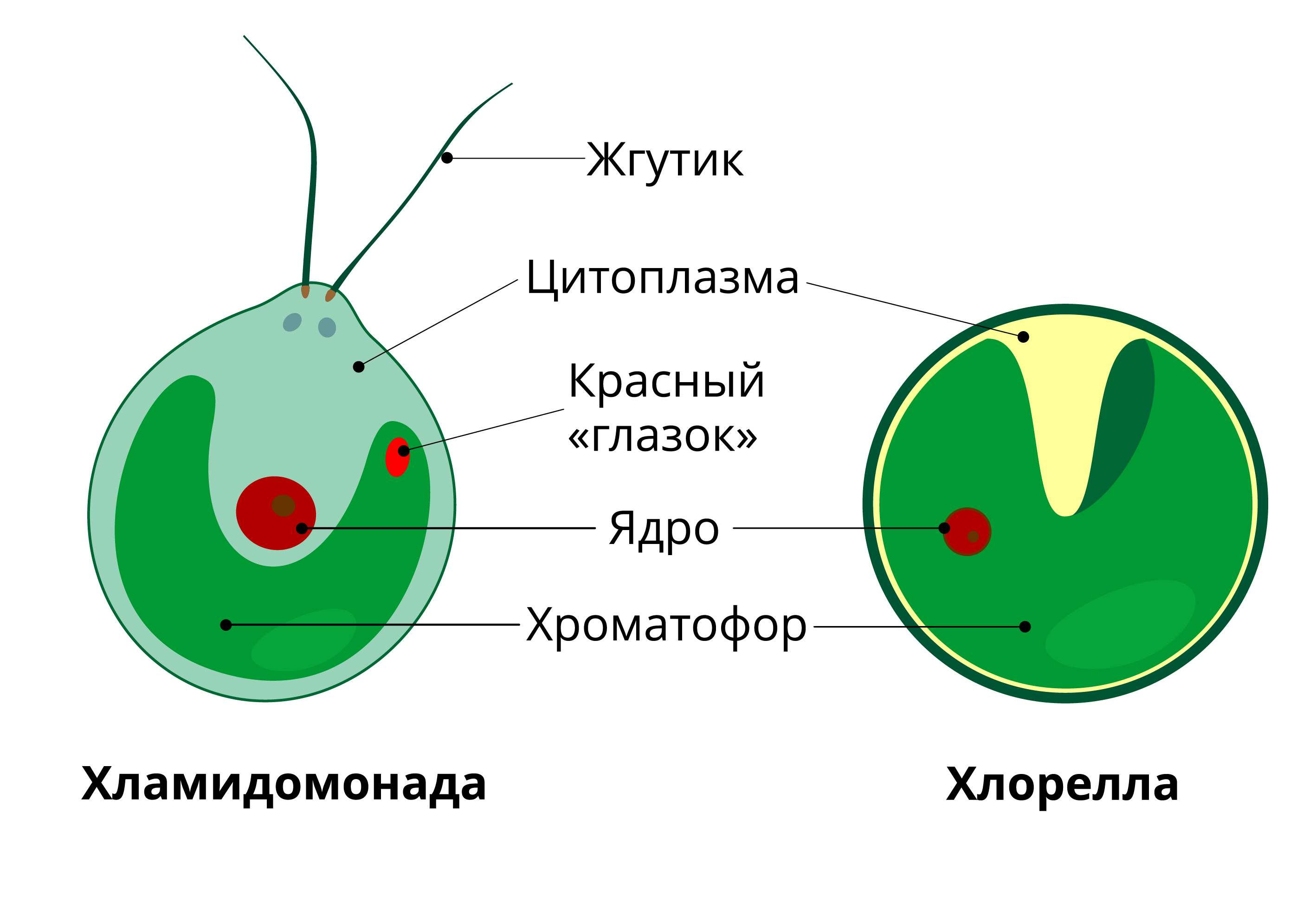 Одноклеточная водоросль хлорелла строение. Строение клетки водоросли хлорелла. Хлорелла строение клетки. - Хлорелла - хламидомонада - ламинария.