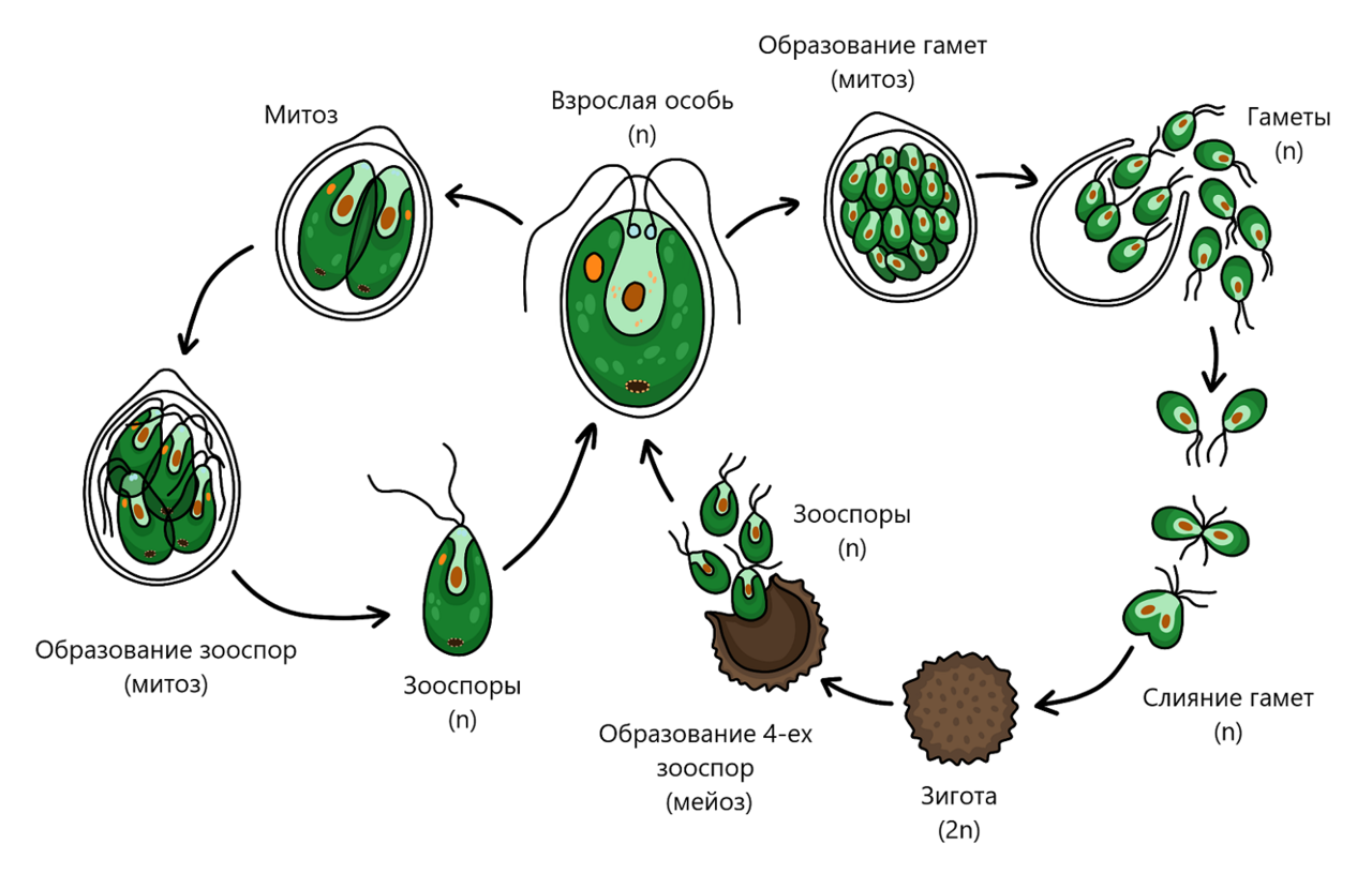 Какое поколение у водорослей. Размножение и жизненный цикл хламидомонады. Цикл развития хламидомонады схема. Бесполое размножение хламидомонады схема. Жизненный цикл хламидомонады бесполое.