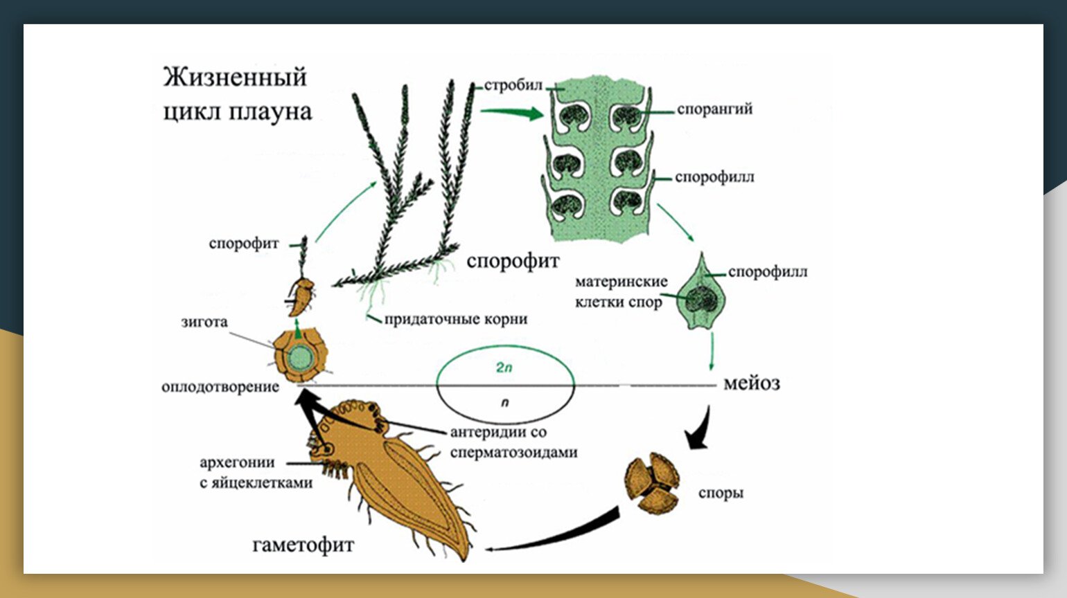 Цикл плауна схема. Цикл размножения плауна. Жизненный цикл плауна булавовидного схема. Жизненный цикл плаунов схема. Жизненный цикл плауна схема.