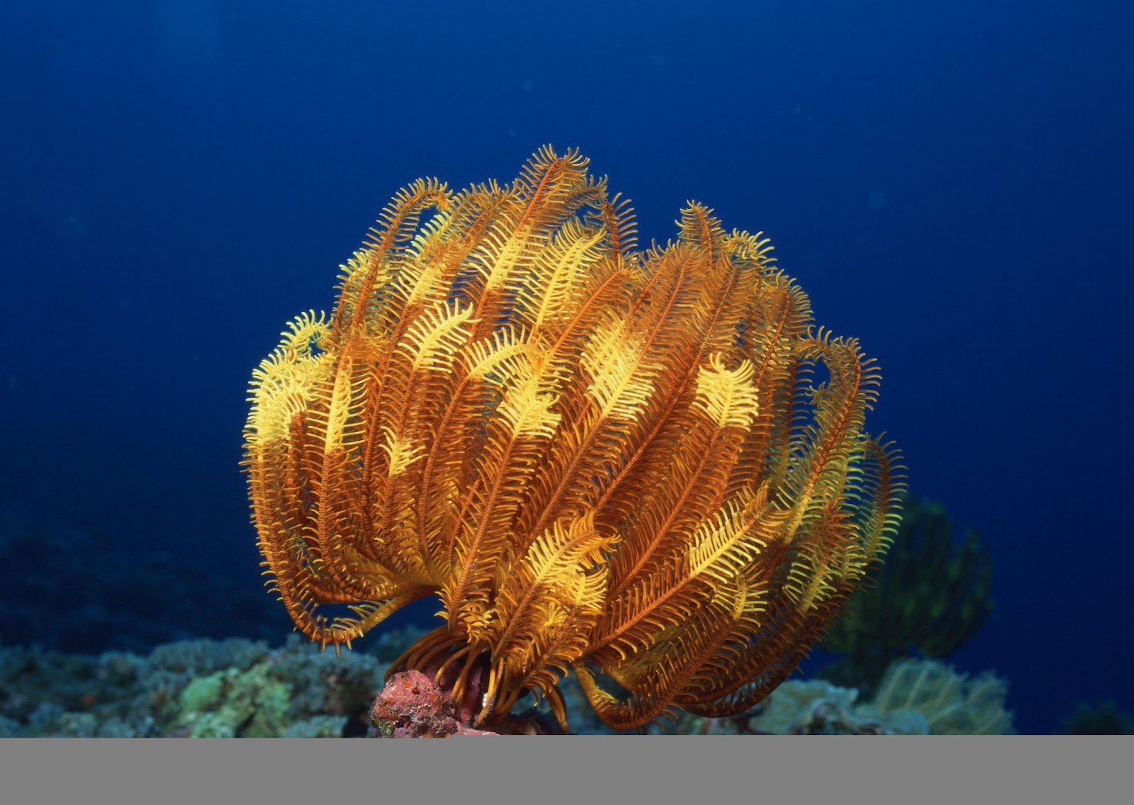 Водоросли кораллы. Актиния красное море. Актиния Песчаная. Морские цветы и кораллы. Подводные цветы.