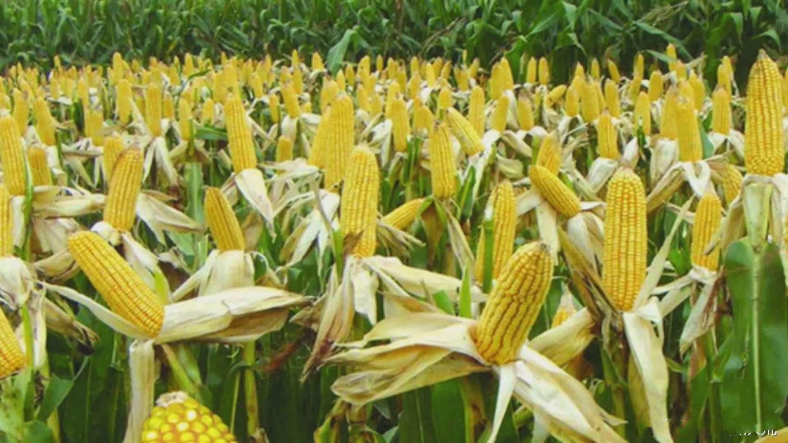 Сельскохозяйственные гибриды. Плантации кукурузы в Мексике. Кукурузные плантации Мексики. Початки кукурузы Мексика. Оверленд кукуруза.