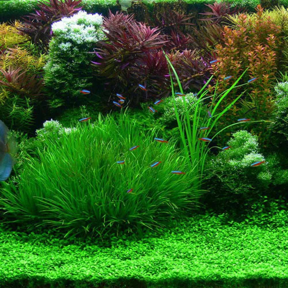 Живые водоросли для аквариума купить. Растения для аквариума Aquatic Plants. Красивые аквариумы. Травяной аквариум. Красивые аквариумы с растениями.