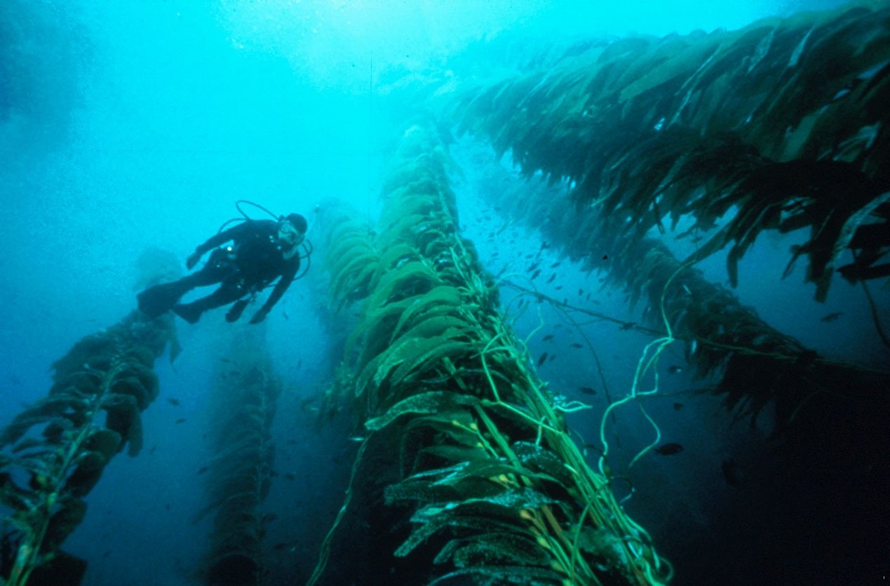Самые большие водоросли. Саргассово море водоросли саргассум. Саргассово море бурые водоросли. Саргассово море дайвинг. Саргассы в Саргассовом море.