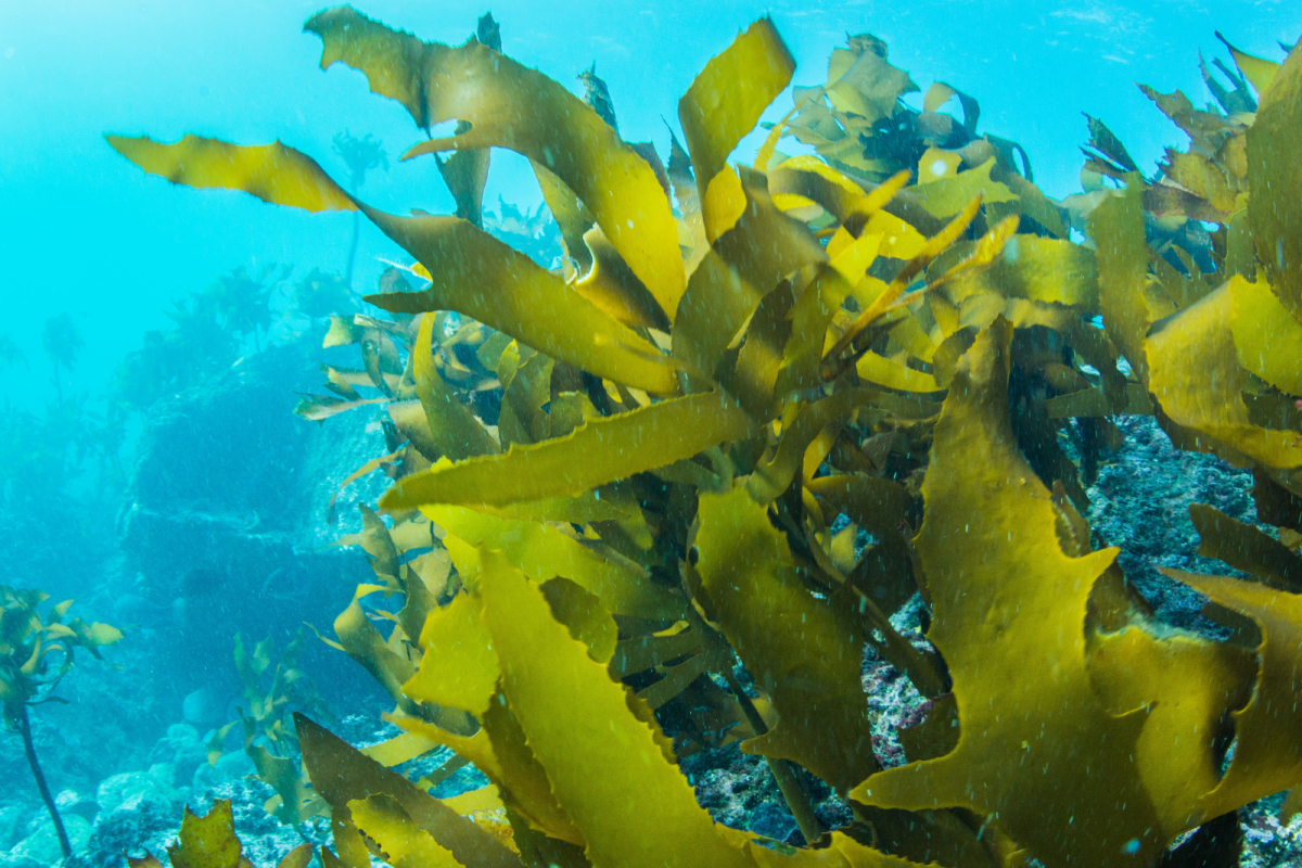 Бурые водоросли являются самыми глубоководными водорослями