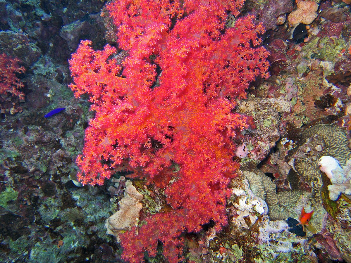 Красной водорослью является. Порфира Филлофора. Красные водоросли Филлофора. Красные водоросли каллитамнион. Черноморская водоросль Филлофора.