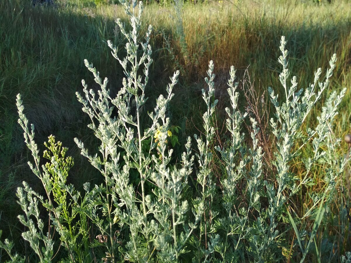 Где цветет полынь 2023. Mugwort (Artemisia vulgaris) Полынь обыкновенная.. Полынь горькая (Artemisia absinthium). Полынь обыкновенная чернобыльник. Полынь горькая (Artemísia absínthium)..