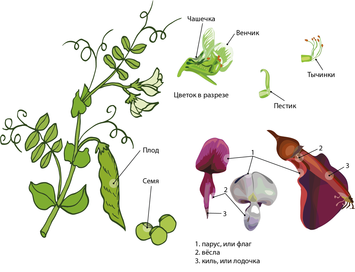 Рисунок цветка бобовых. Семейство Мотыльковые бобовые. Плоды мотыльковых растений. Бобовые Мотыльковые растения. Семейство Мотыльковые цветок.