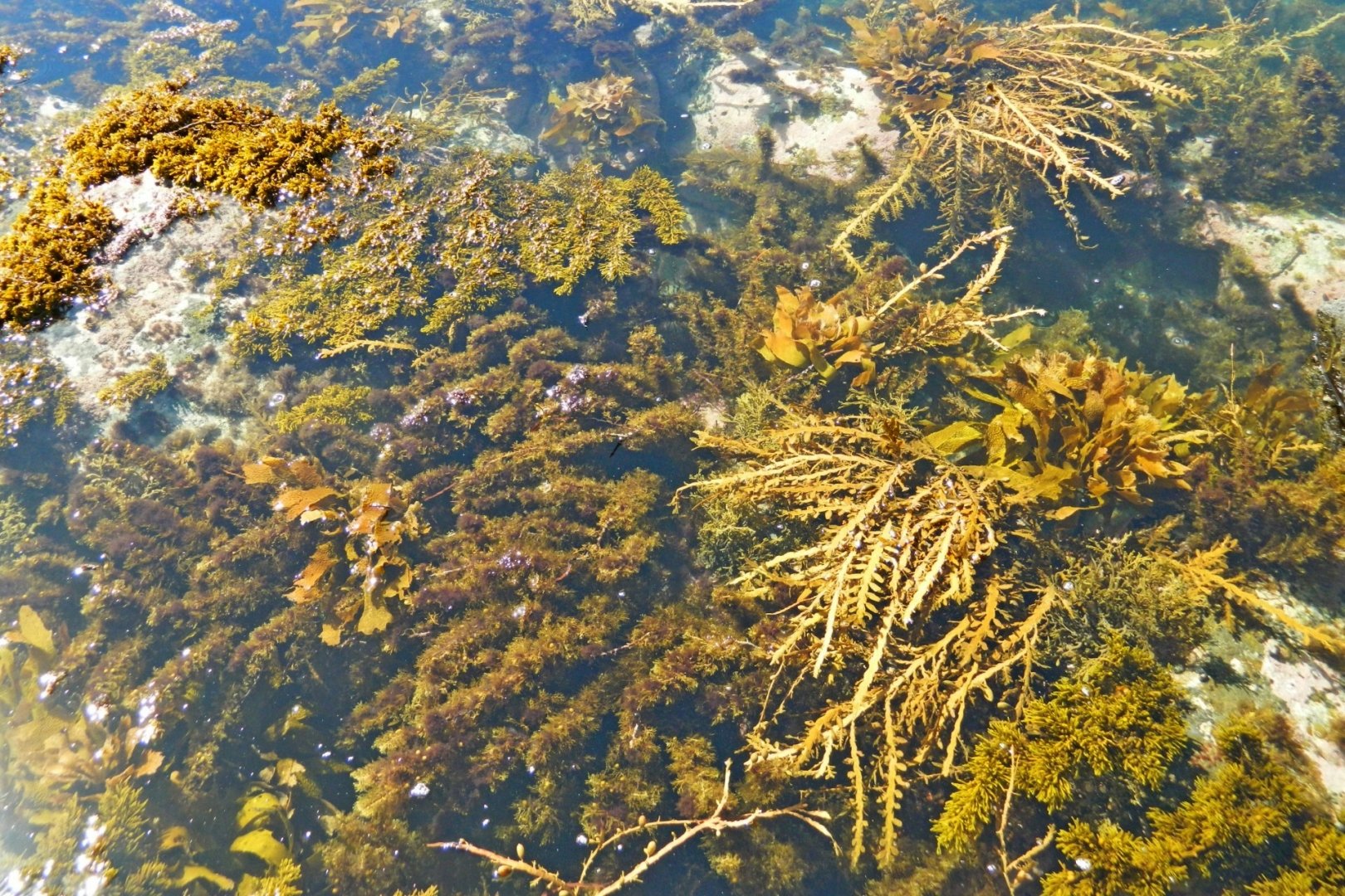 Бурые водоросли на Байкале