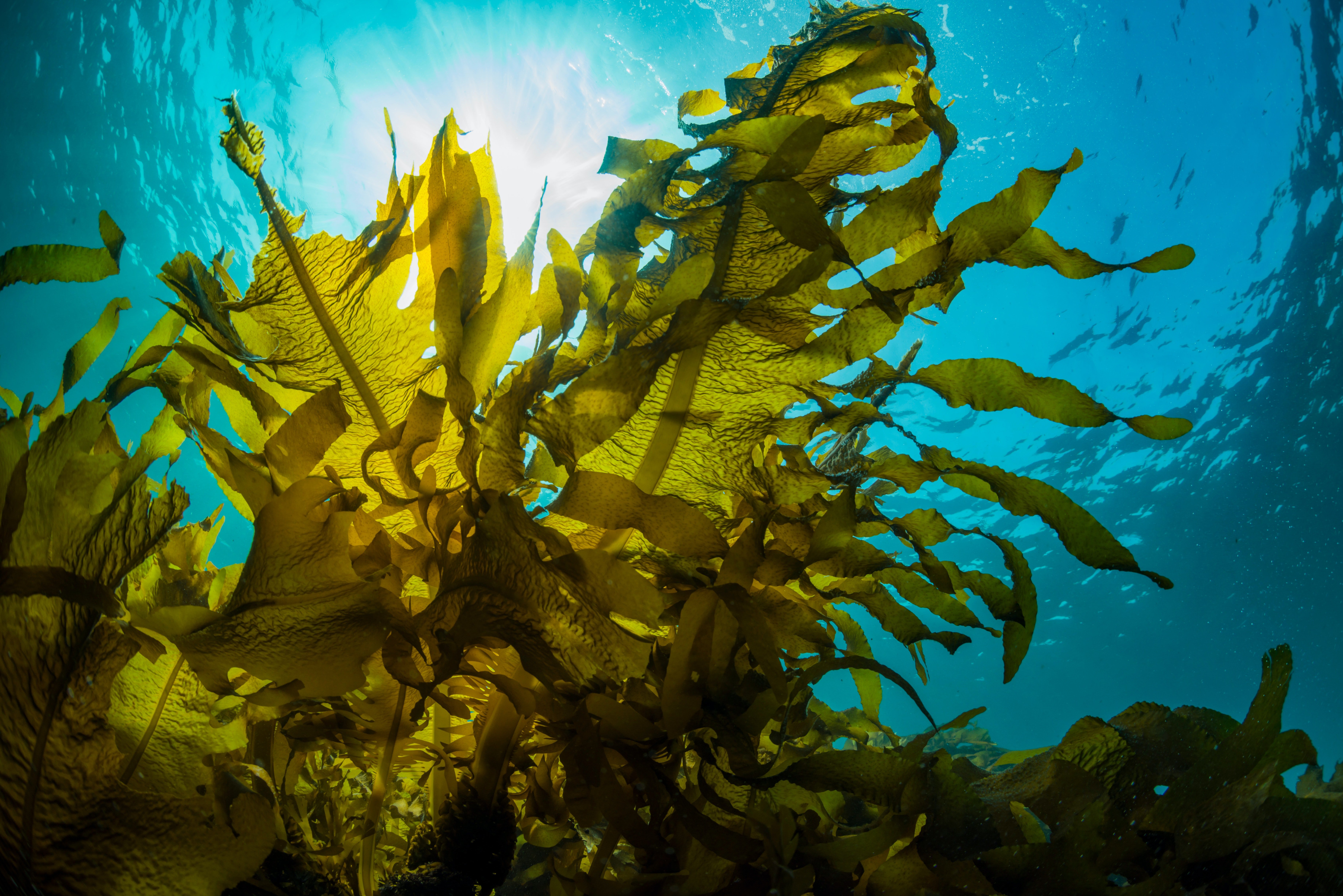 18 водоросли. Морские водоросли ламинария. Водоросль морская капуста ламинария. Бурые водоросли ламинария. Ламинариевые бурые водоросли.
