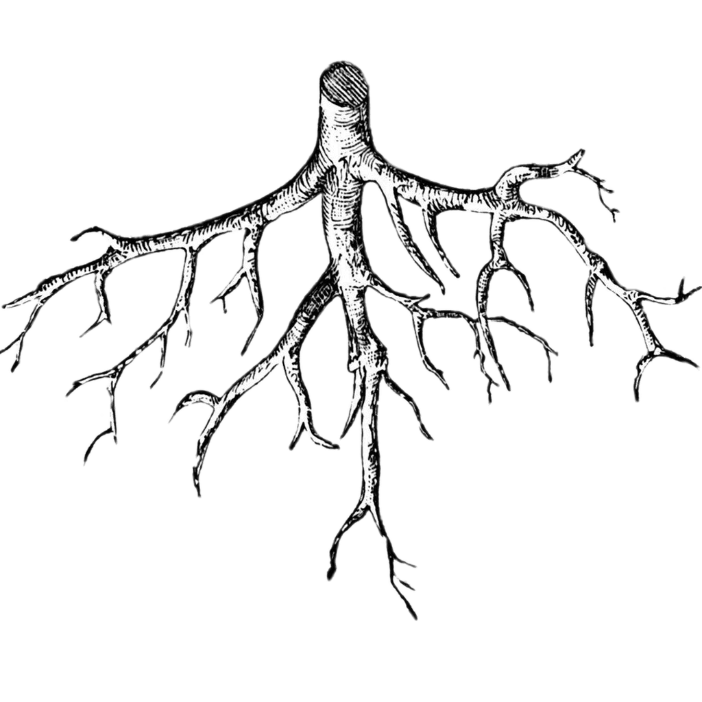 Корень растений и деревьев. Корни растений. Ра корень. Корни дерева. Корневая система деревьев.