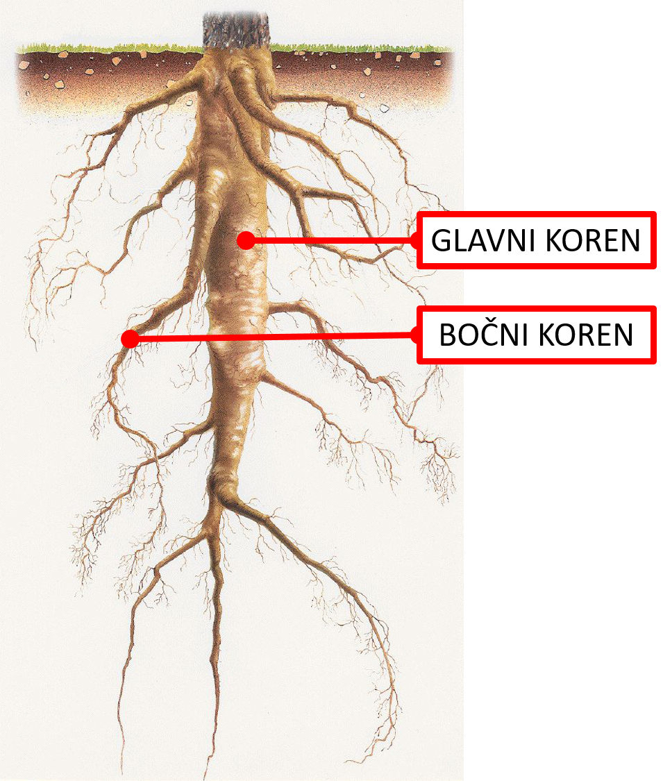 Корень ас. Стержневая корневая система. Корневые системы стержневая и мочковатая у деревьев. Стержневая корневая система рисунок. Растения с стержневой системой корня.