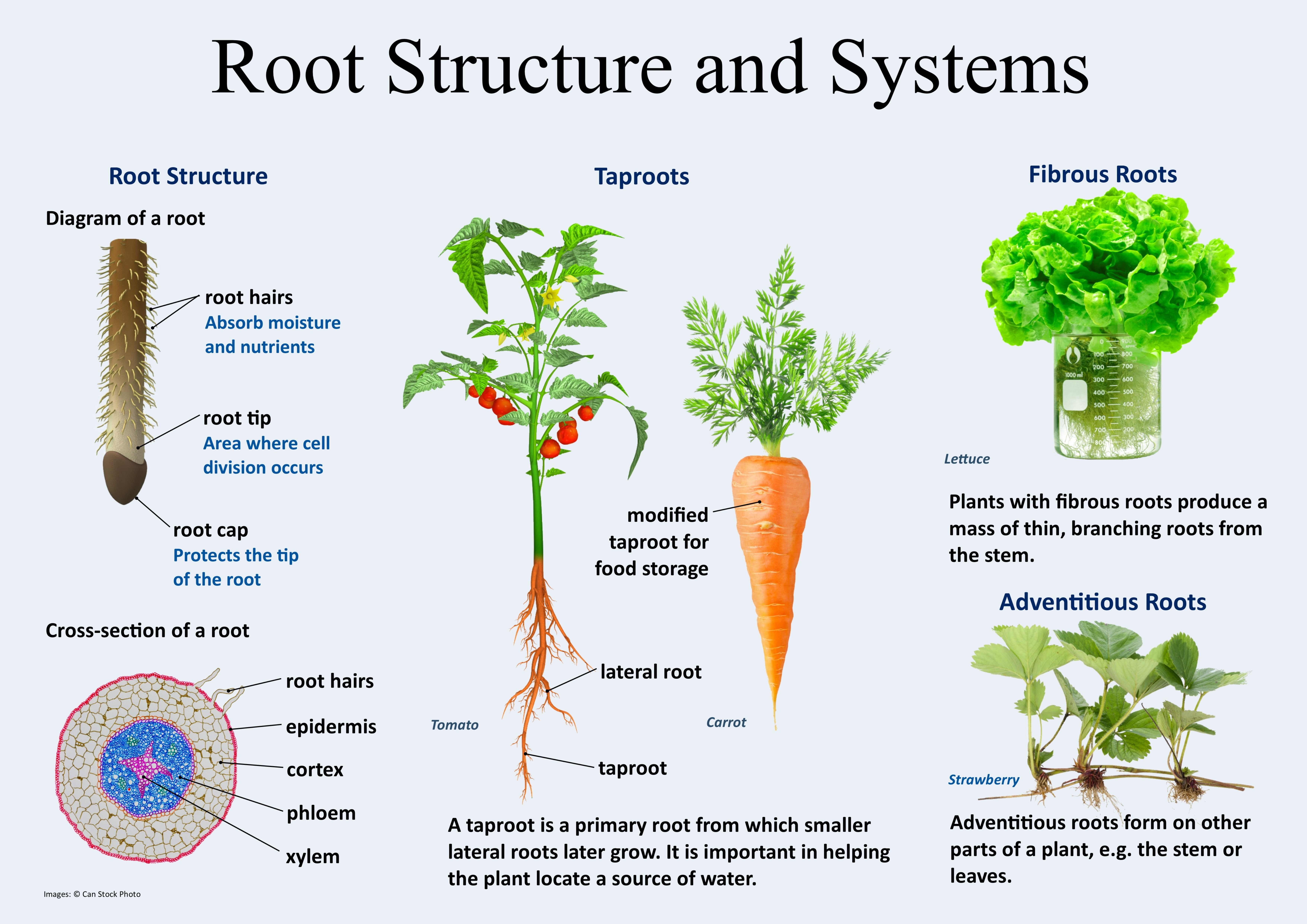 Plant structure. Root structure. Types of roots. Plant root.