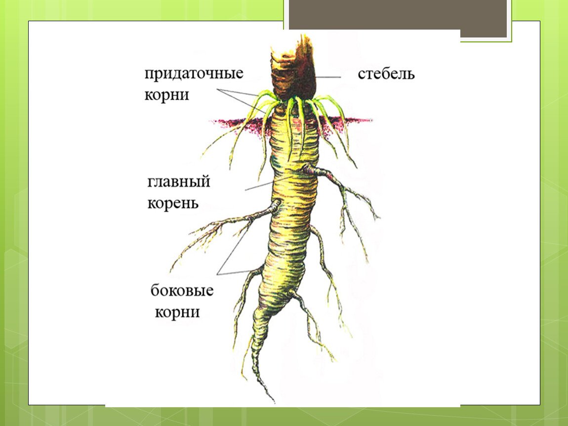 Функция органа корень. Виды корня. Боковые и придаточные корни. Корни растений виды. Внешнее строение корня.