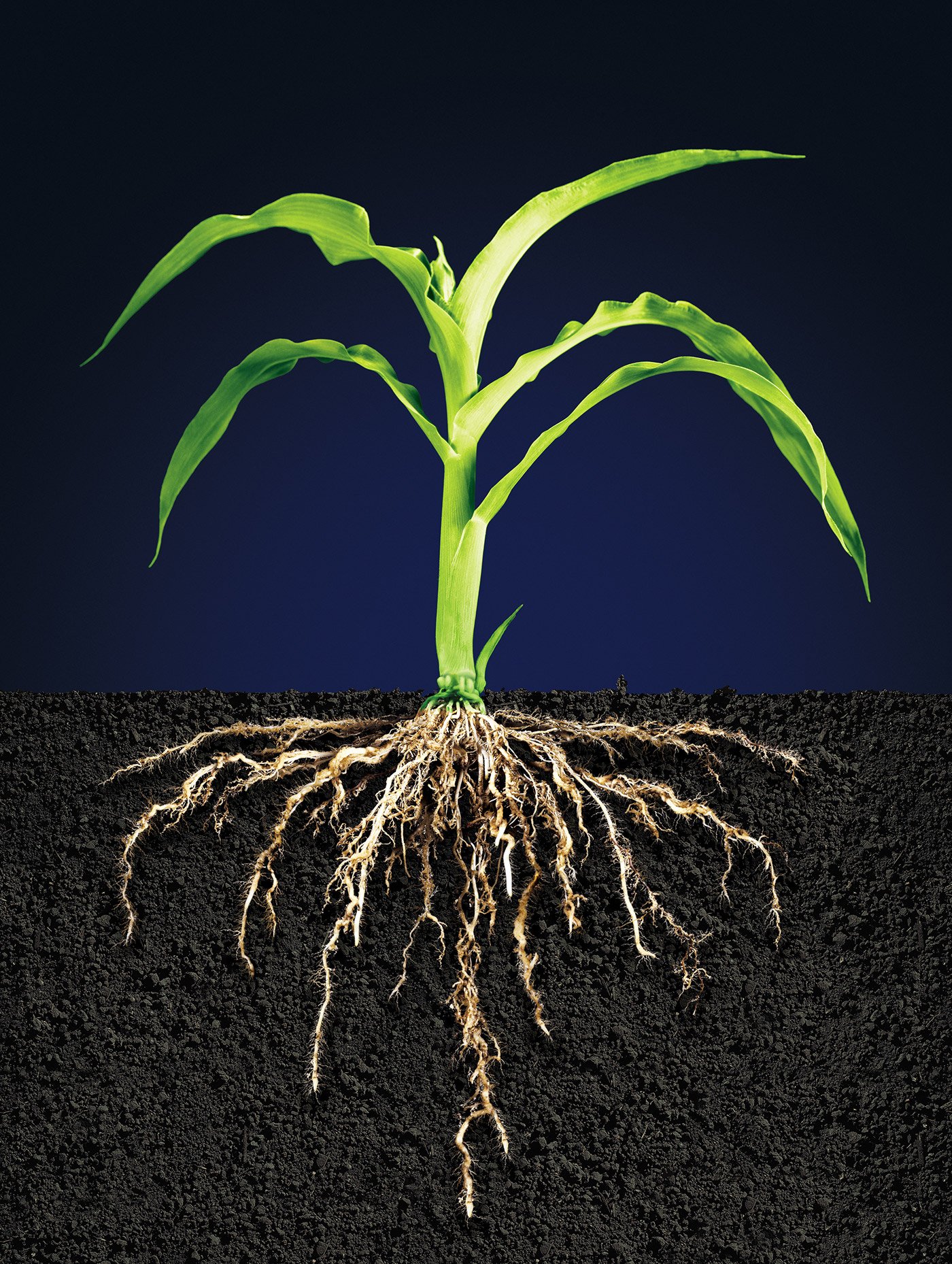 Корневой root. Придаточные корни кукурузы. Корневище кукурузы. Корень ра. Корни растений фото.