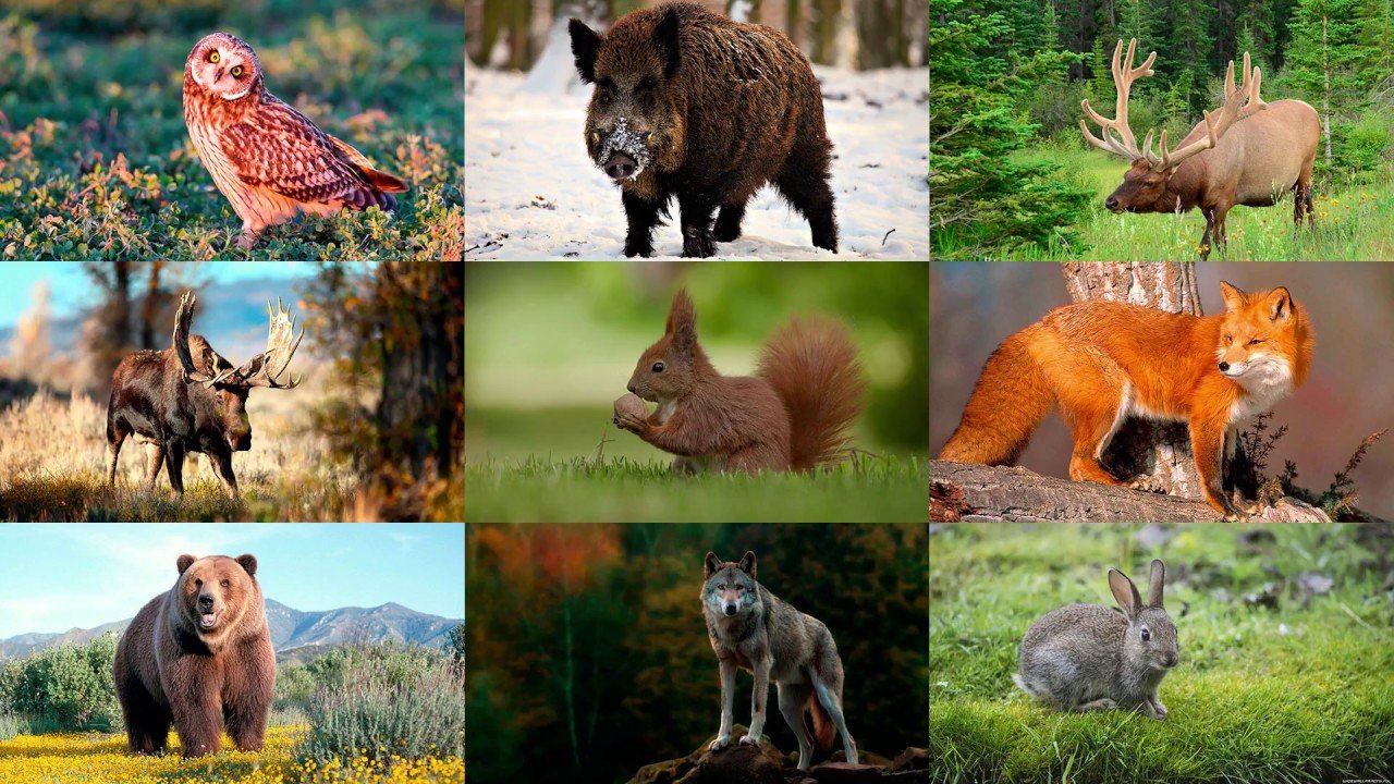 Органический мир лесов. Дикие животные. Растительный и животный мир. Животные леса. Жители леса.