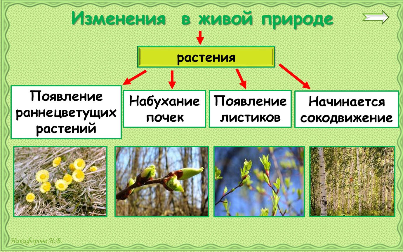 Сезонные изменения в жизни организмов весной
