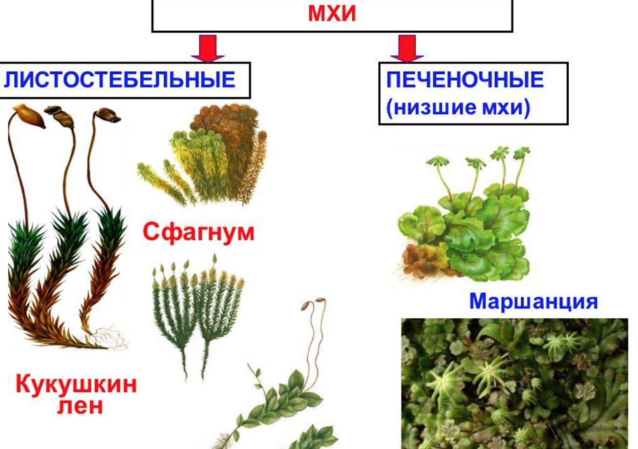 Мхи относятся к высшим или низшим. Однодольные листостебельные мхи. Моховидные печеночники. Мохообразные растения сфагнум. Листостебельные мхи листостебельные мхи.