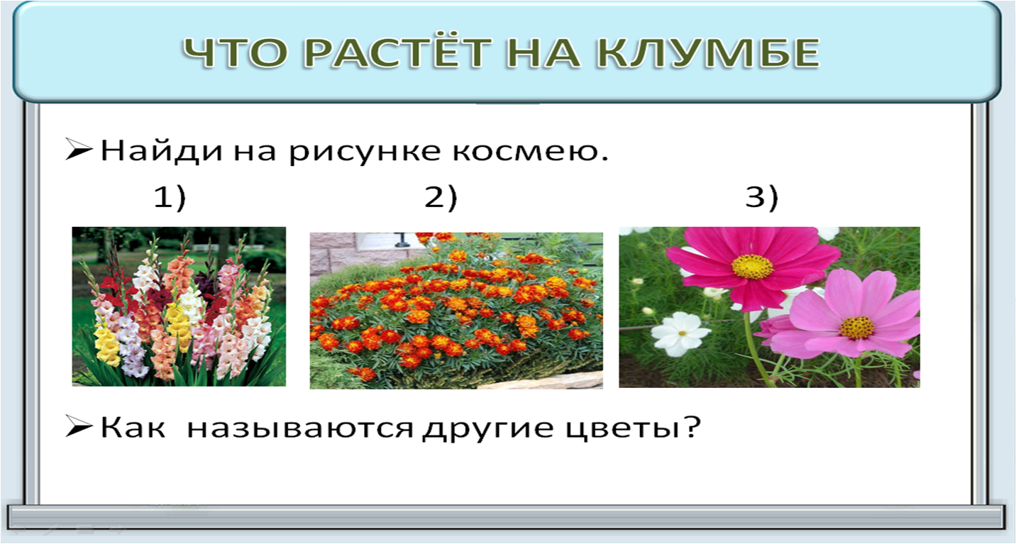 Росло и цвело. Определяем растения клумбы. Растения клумбы окружающий мир. Цветы на клумбе окружающий. Цветы которые растут на клумбе для первого класса.