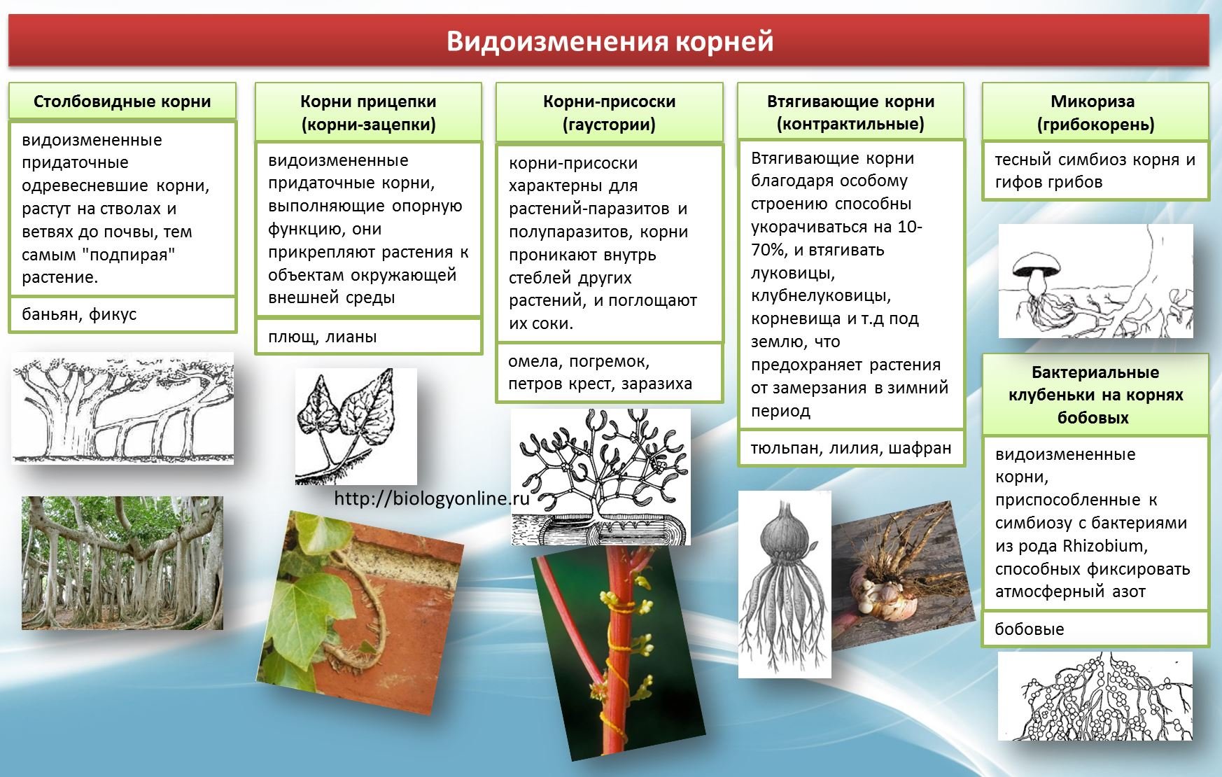 Функции растений. Типы корней растений и их функции таблица. Видоизменения корней растений паразитов. Видоизмененные корни микориза. Биология 6 класс корнеплоды функции корней.