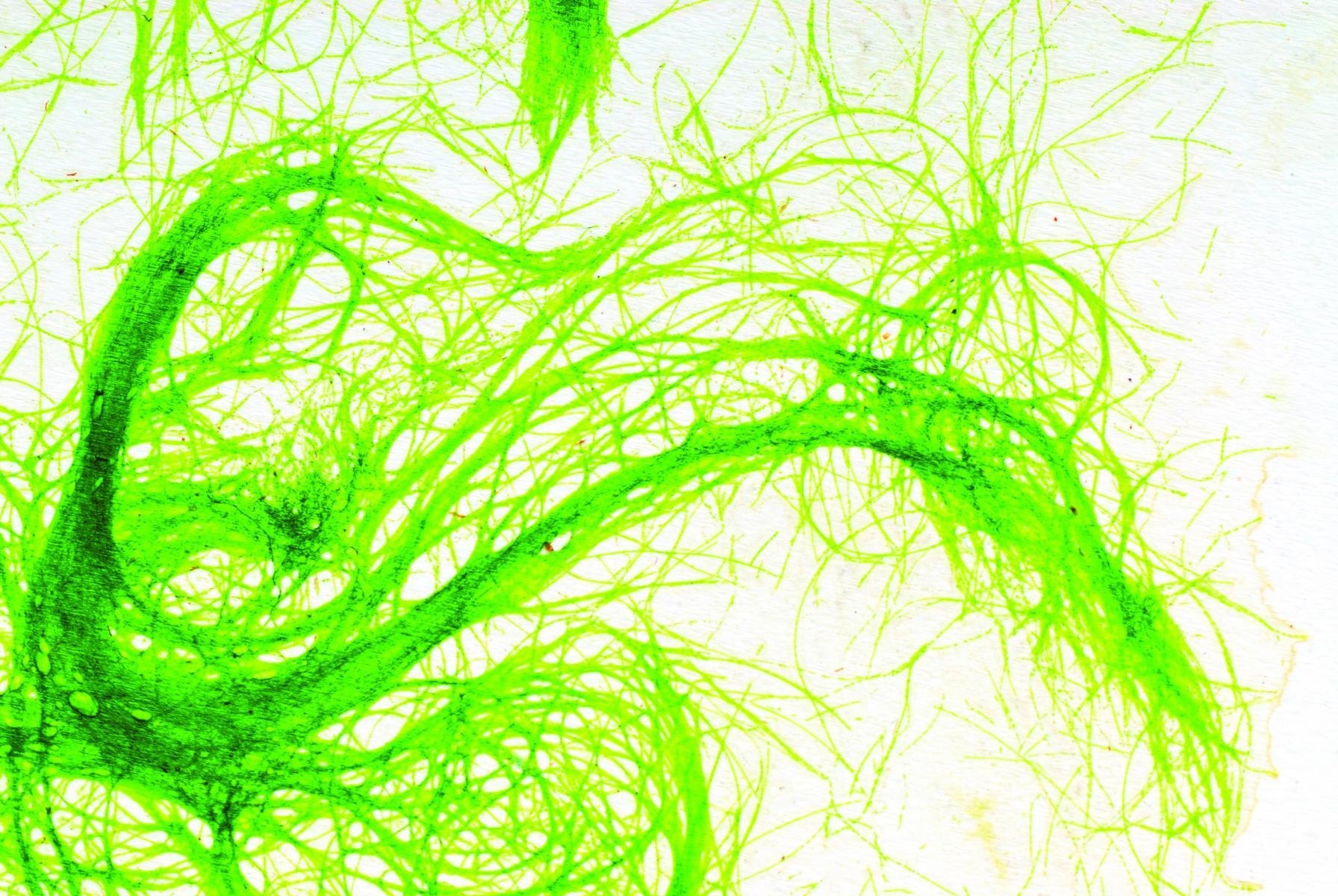 Водоросли белок. Хлорелла водоросль. Нитчатые водоросли под микроскопом. Зелёные водоросли. Стилизованные водоросли.
