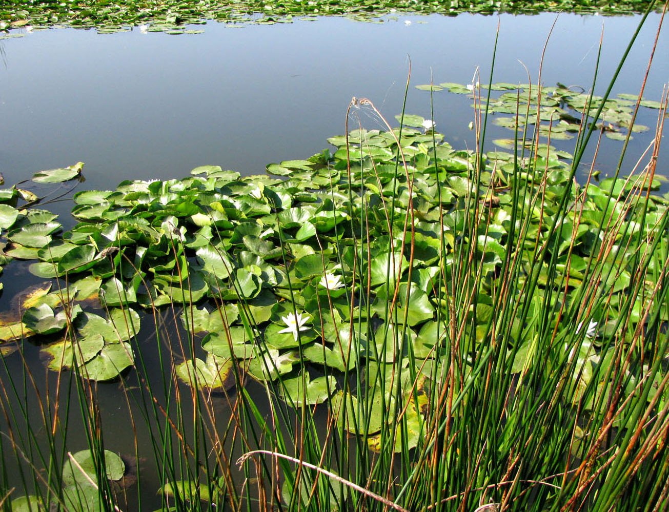 растения и животные озера на