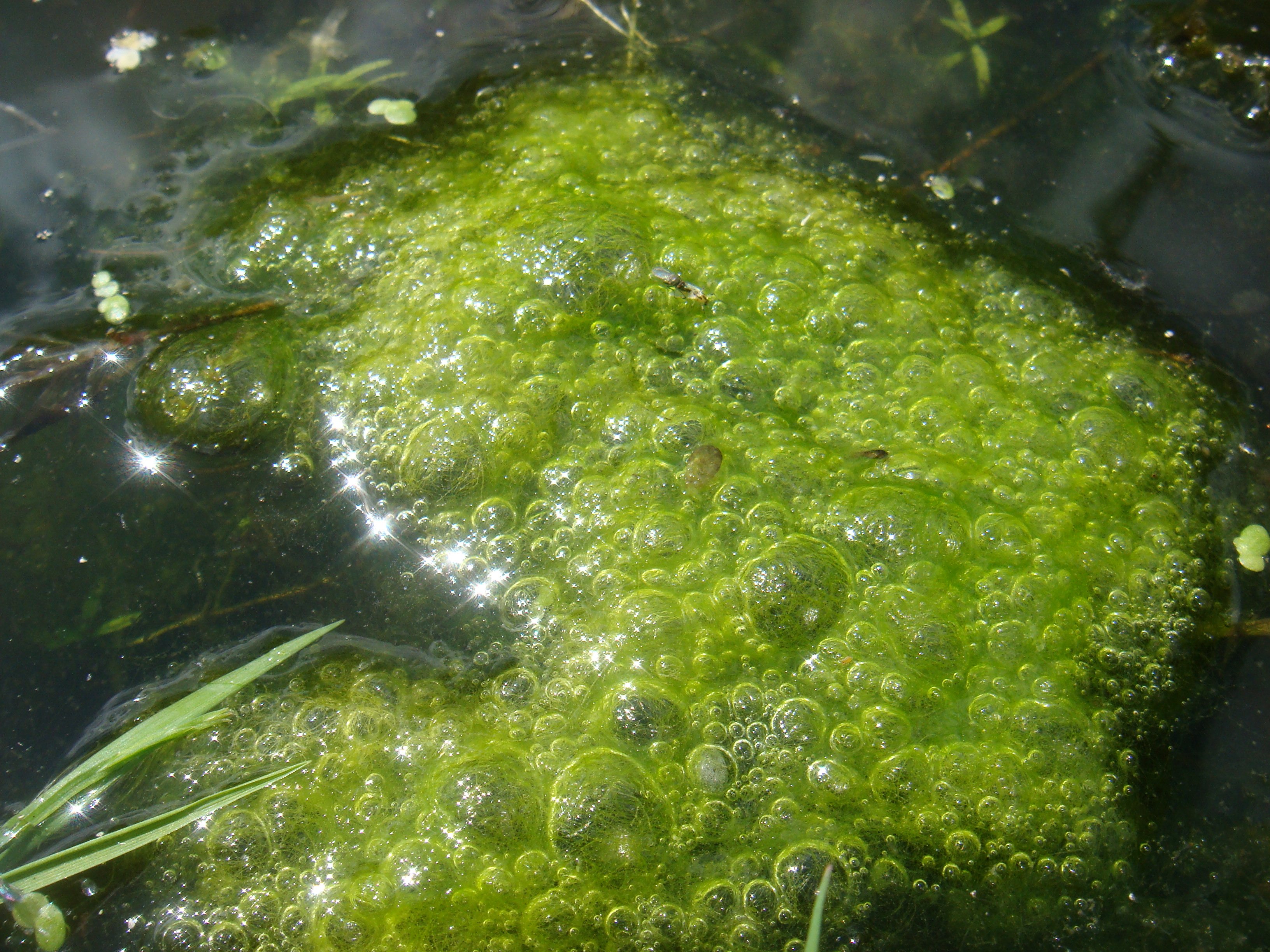 Водоросли слизь. Водоросли спирогира водоросли. Спирогира водоросль. Спирогира зеленая нитчатая водоросль. Кладофора нитчатая водоросль.