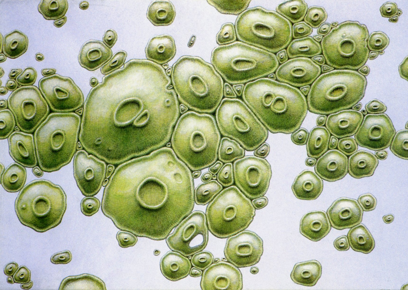 Бактерия водоросль простейшие. Хлорелла плеврококк. Зеленые водоросли хлорелла. Плеврококк одноклеточная водоросль. Плеврококк вольвокс.