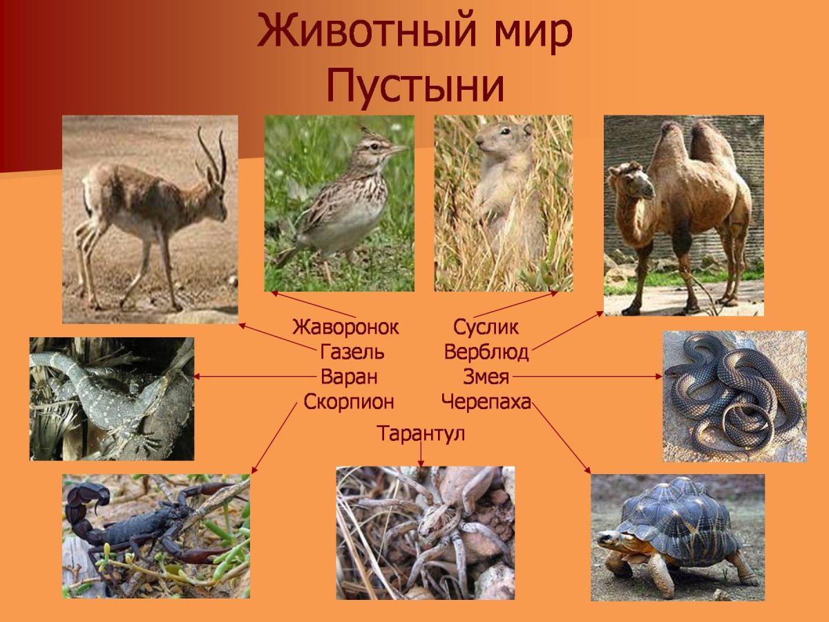 Какие животные и растения обитают в пустыне. Животные мир пустыни и полупустыни в России. Растения и животные пус.