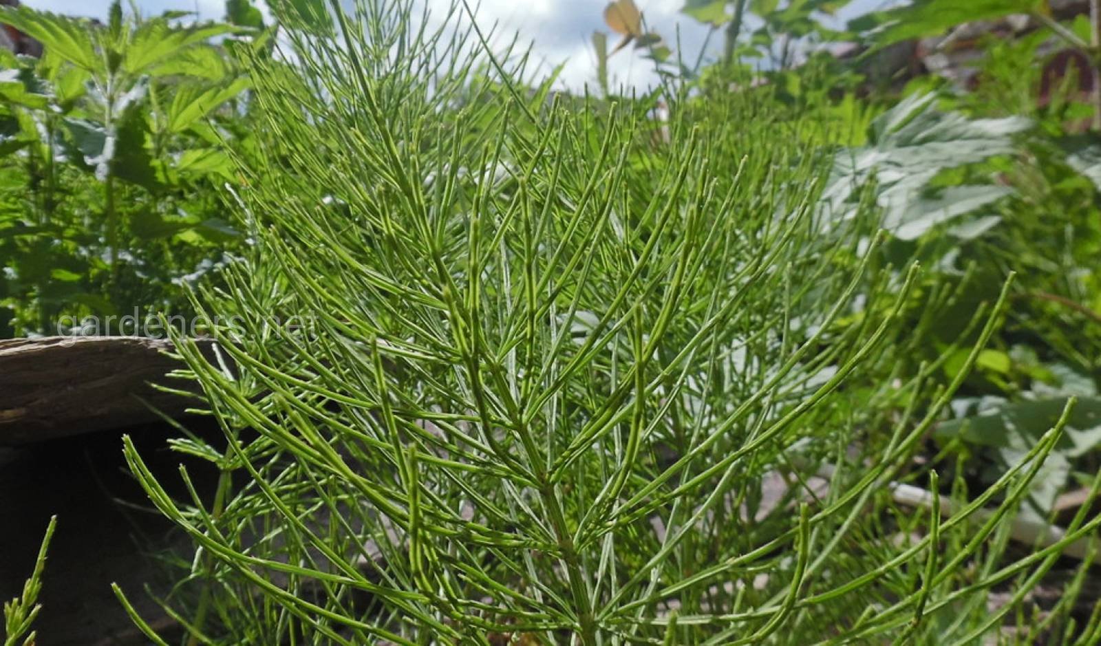 Хвощ полевой фото лечебные свойства. Хвощ полевой сорняк. Хвощ полевой Equisetum arvense l.. Хвощёвые. Хвощ полевой фото.