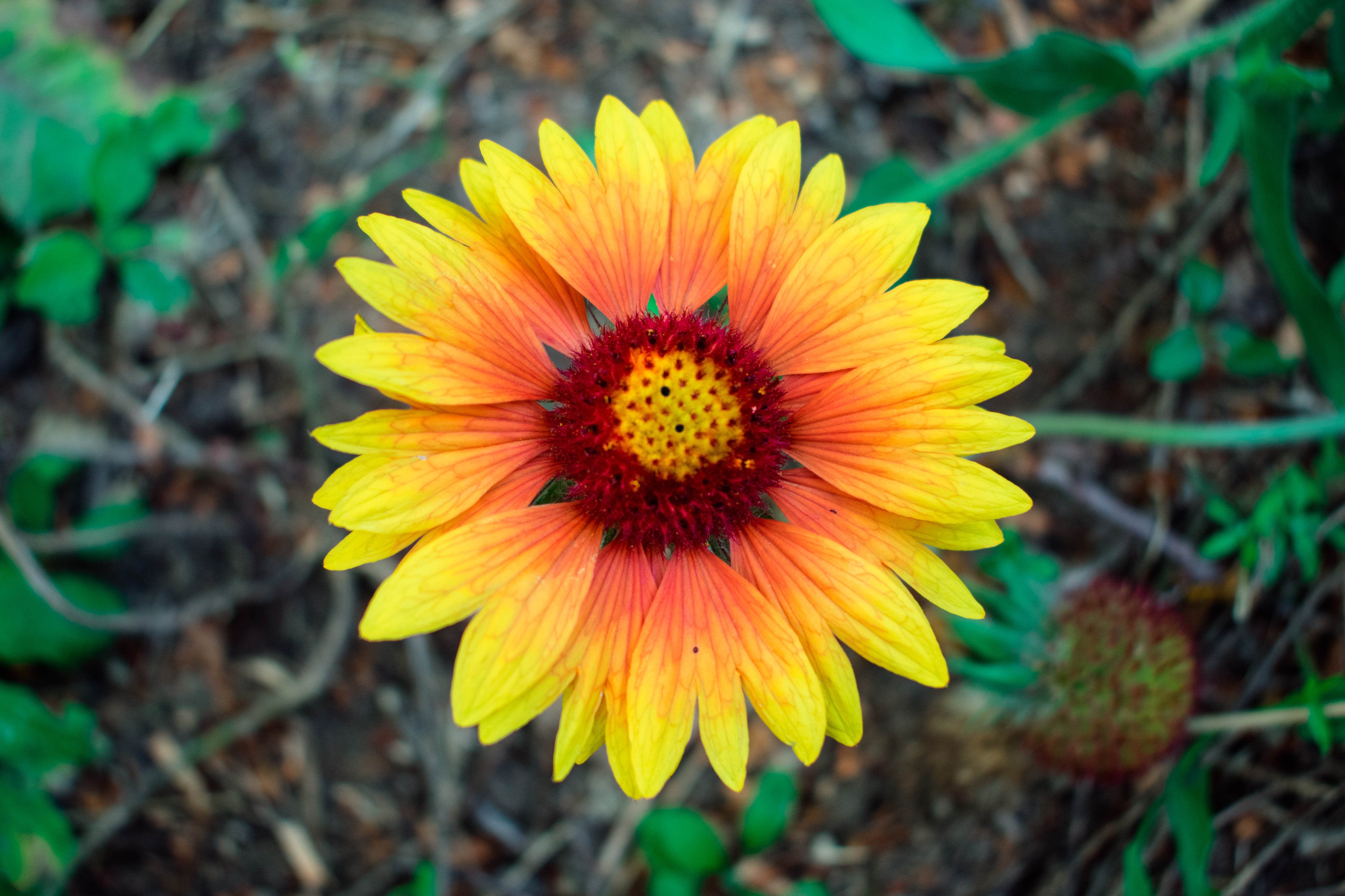 Садовый сложноцветный. Астровые (Asteraceae). Compositae (Asteraceae) - Сложноцветные. Семейству астровых (Asteraceae). Asteraceae семейство.