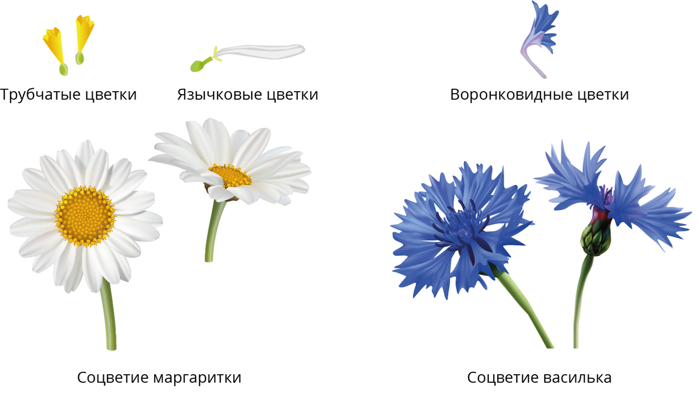 Цветок семейства сложноцветные рисунок